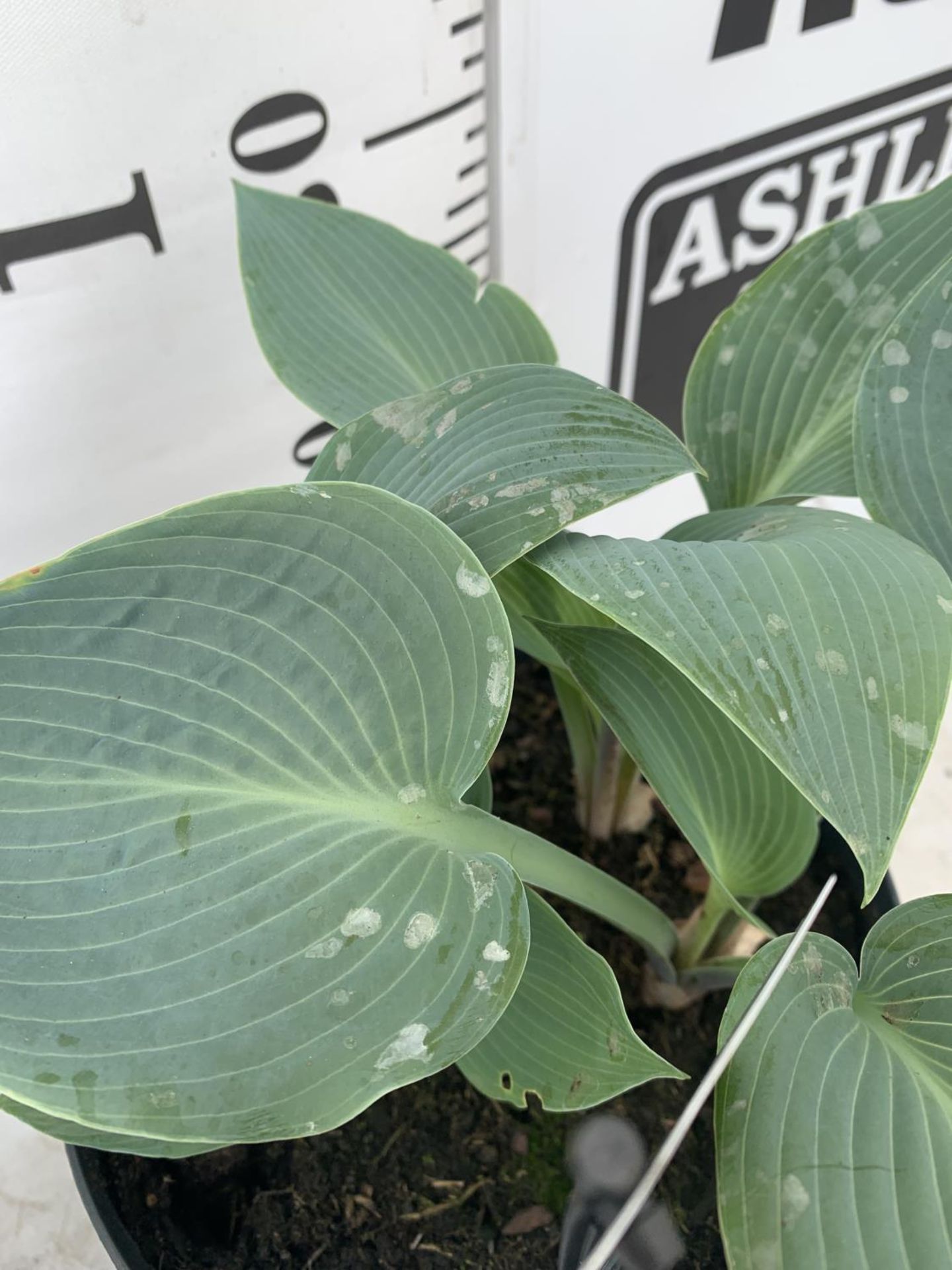 THREE MIXED VARIETY HOSTAS TO INCLUDE WIDE BRIM, HALCYON AND PATRIOT IN 3 LTR POTS 30CM TALL TO BE - Bild 8 aus 9