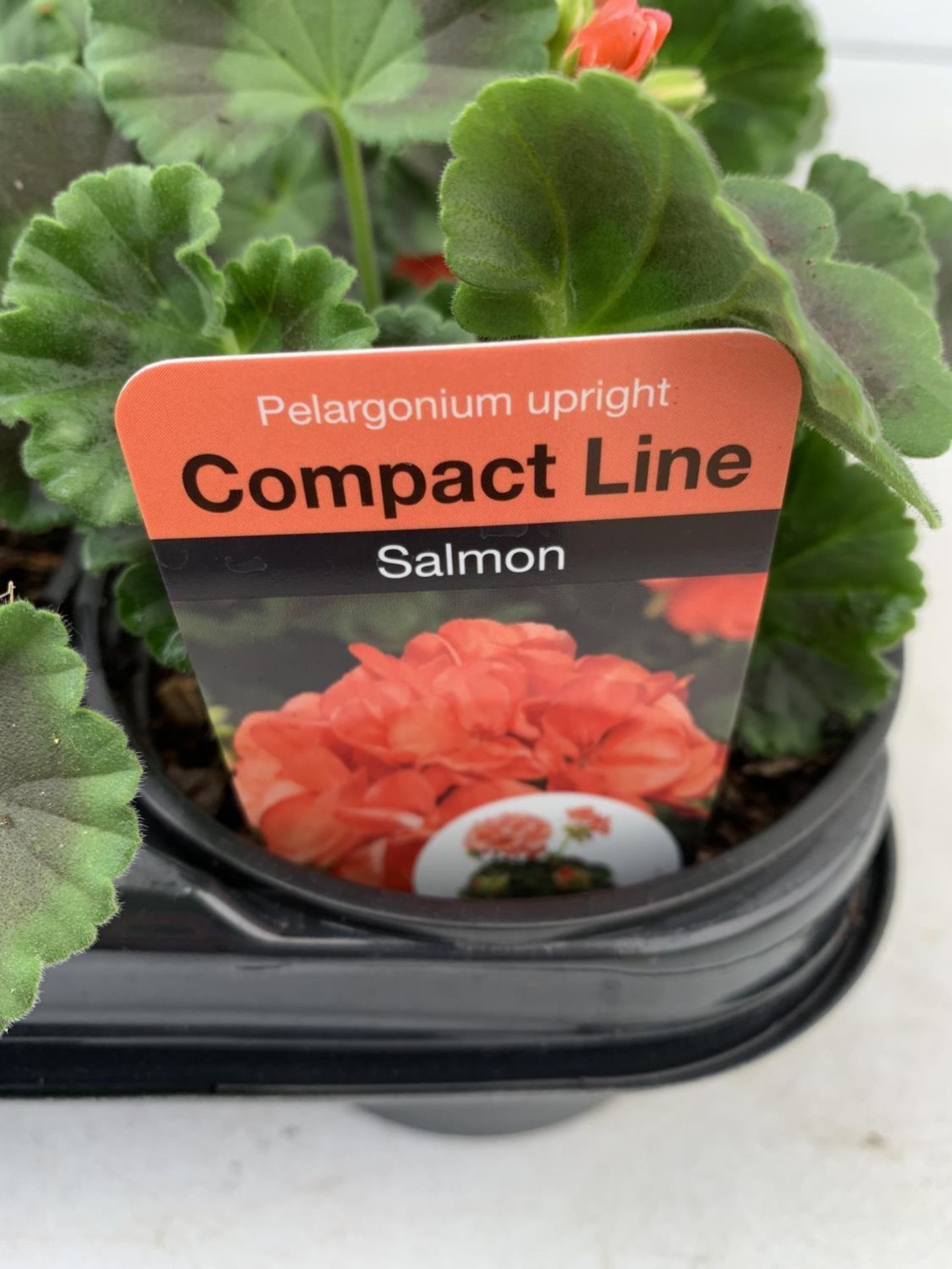 FIFTEEN PELARGONIUM UPRIGHT IN SALMON BASKET PLANTS IN P9 POTS PLUS VAT TO BE SOLD FOR THE FIFTEEN - Image 4 of 4