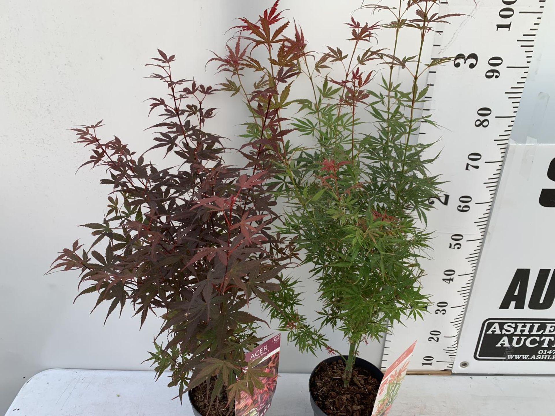 TWO ACER PALMATUM JAPANESE JEWELS IN 3 LTR POTS TO INCLUDE A JERRE SCHWARTZ AND A SKEETERS BROOM - Bild 3 aus 14