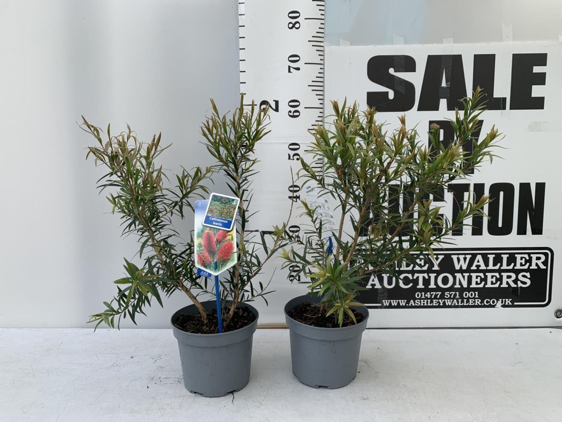 TWO CALLISTEMON LAEVIS IN 2 LTR POTS 50CM IN HEIGHT PLUS VAT TO BE SOLD FOR THE TWO - Image 2 of 8