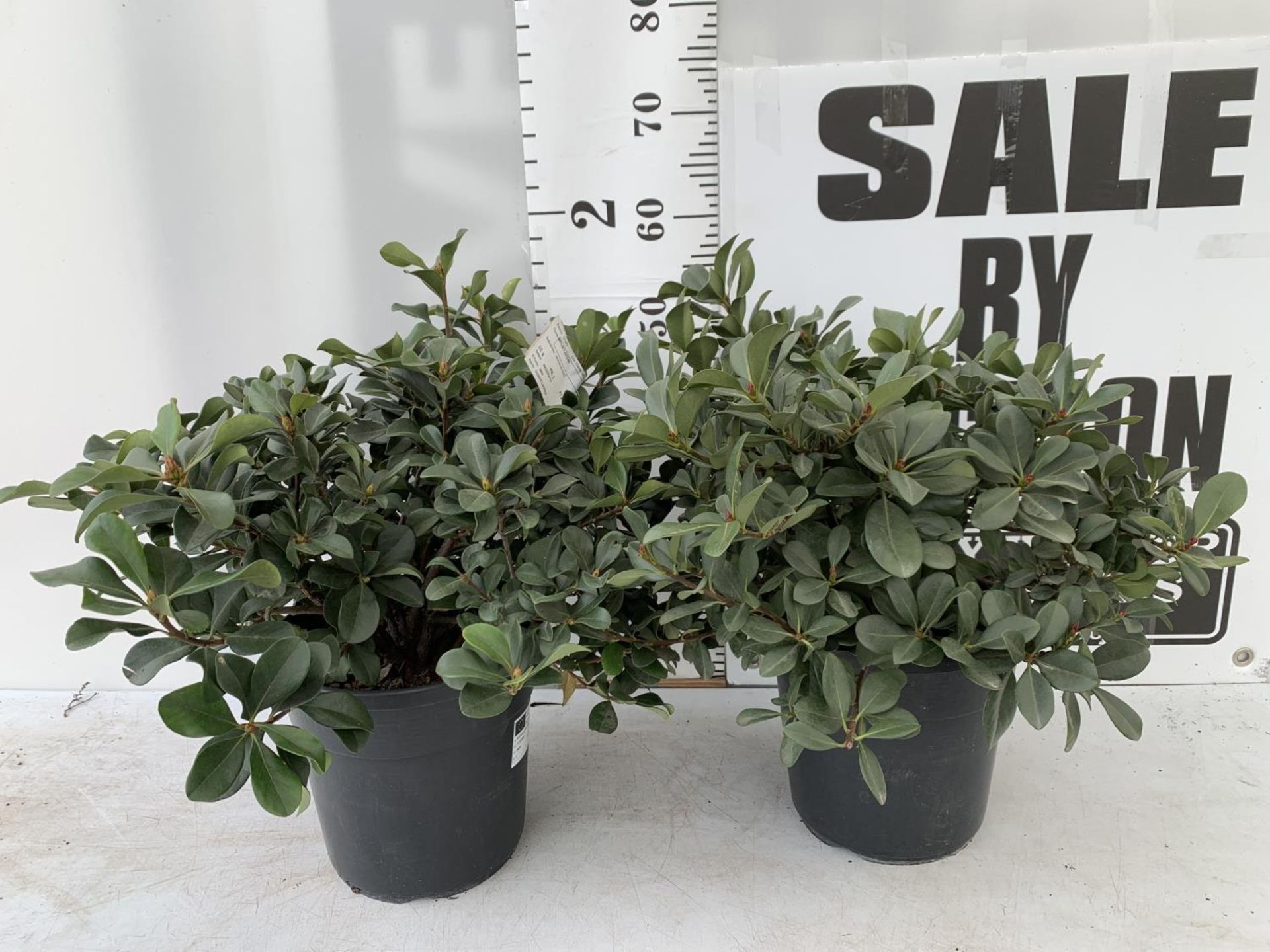 TWO RHAPIOLEPIS UMBELLATA IN 7LTR POTS APPROX 55CM IN HEIGHT PLUS VAT TO BE SOLD FOR THE TWO - Image 3 of 24