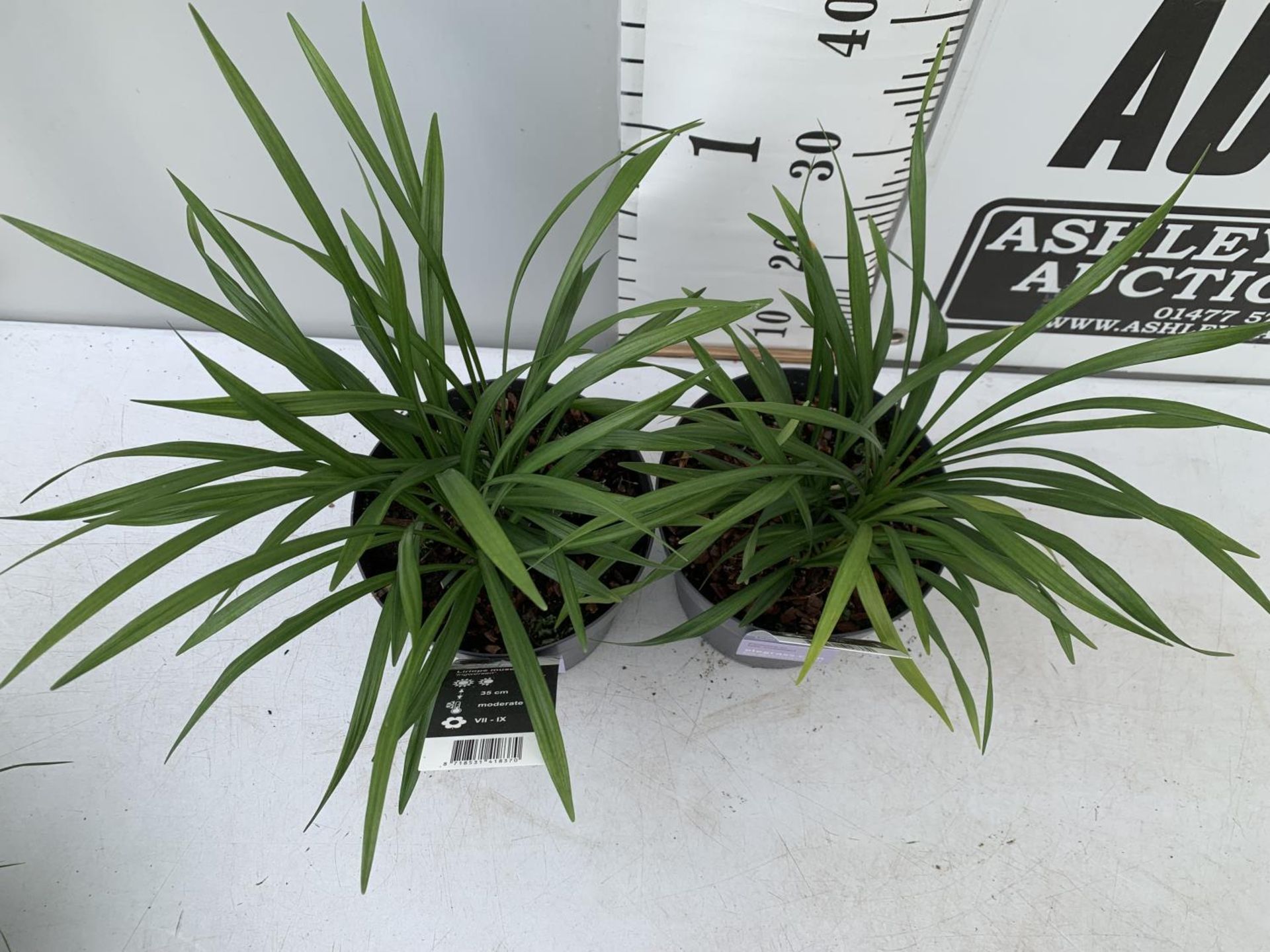 TWO HARDY ORNAMENTAL GRASSES LIRIOPE MUSCARI 'INGWERSEN' IN 3 LTR POTS APPROX 50CM IN HEIGHT PLUS - Image 3 of 8