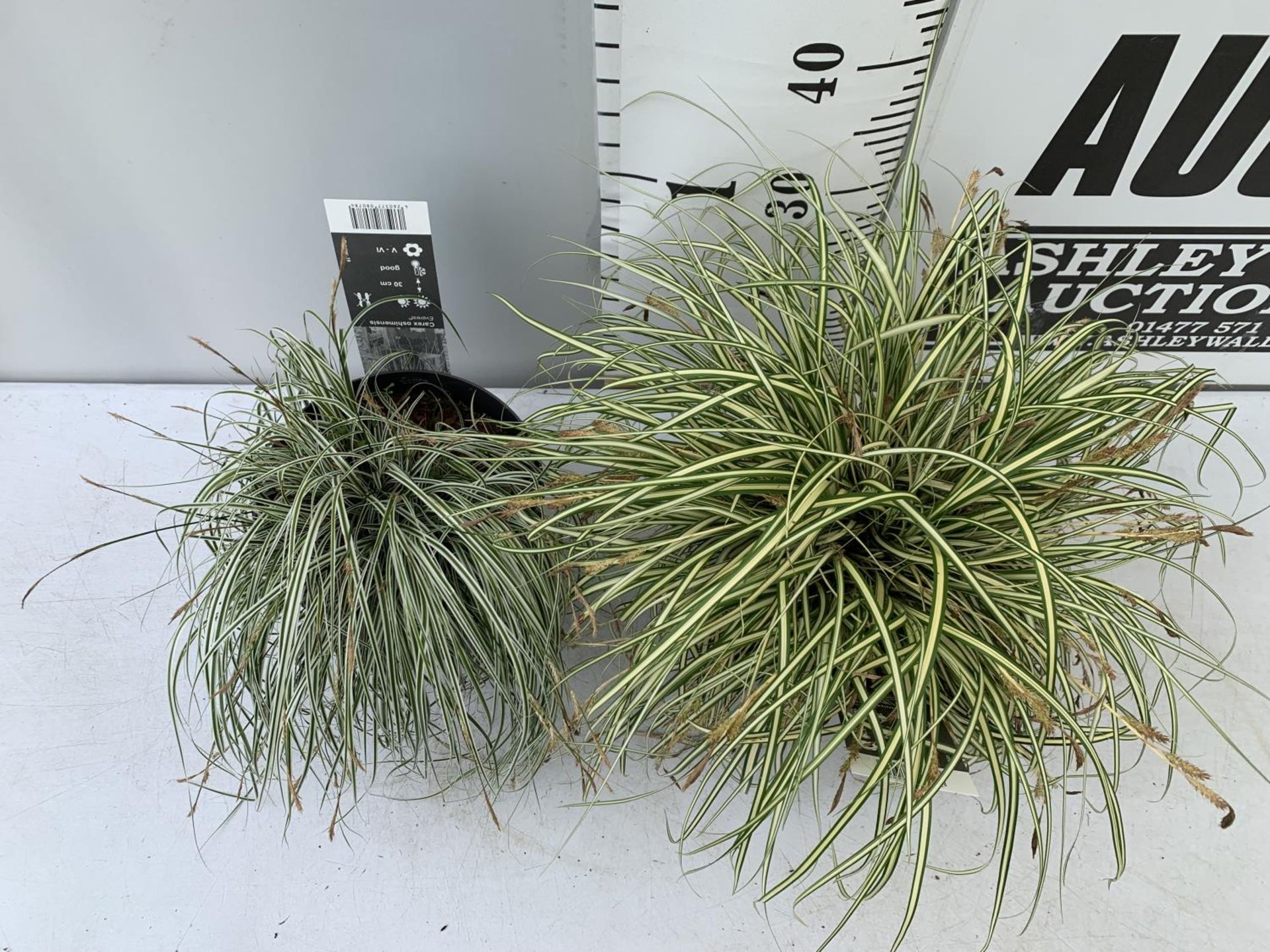 TWO HARDY ORNAMENTAL GRASSES CAREX 'EVERGOLD' AND 'EVEREST' IN 3 LTR POTS APPROX 40CM IN HEIGHT PLUS - Image 3 of 12