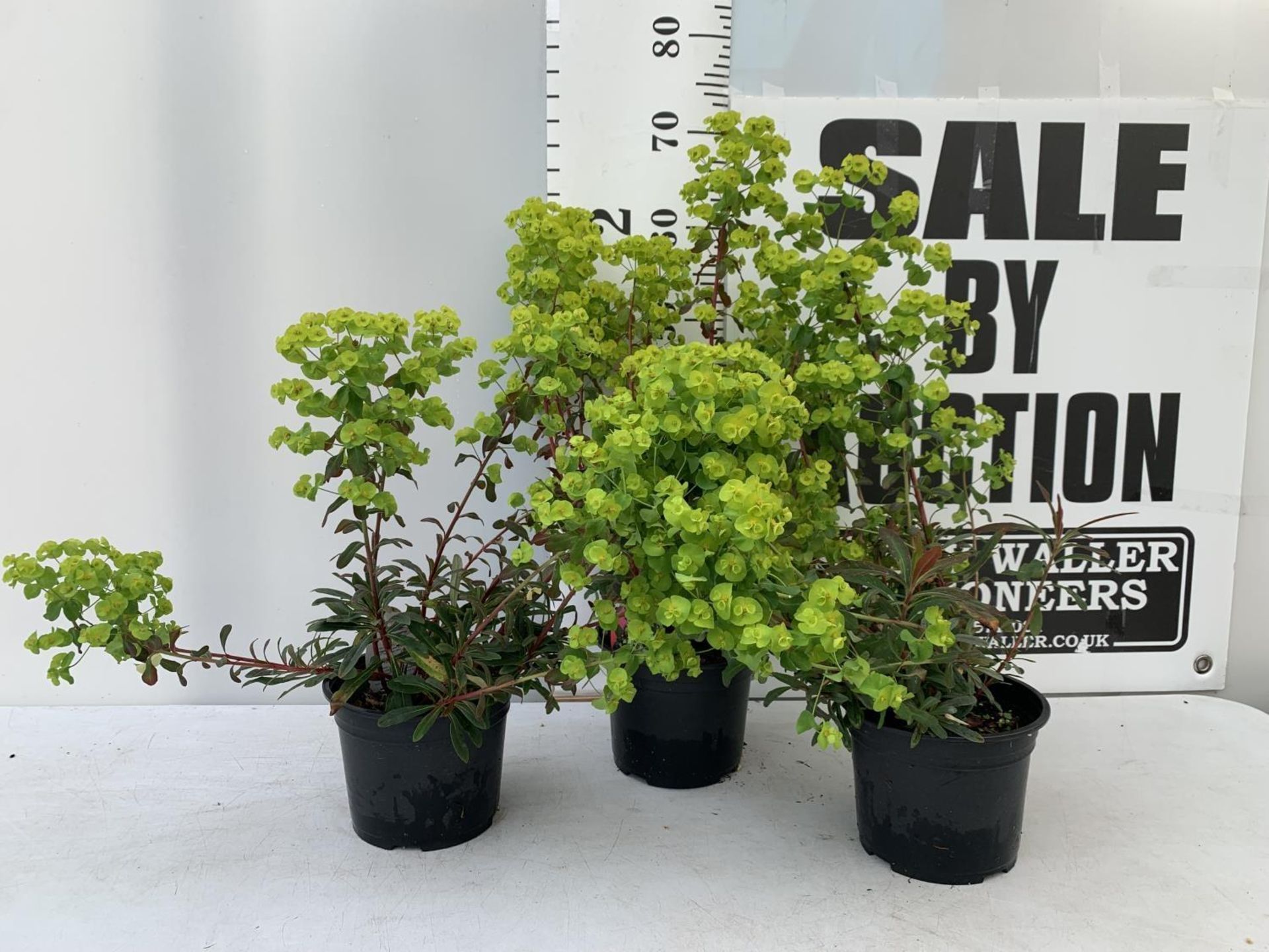 THREE EUPHORBIA PURPUREA 60CM IN HEIGHT IN 2 LTR POTS PLUS VAT TO BE SOLD FOR THE THREE - Image 2 of 8