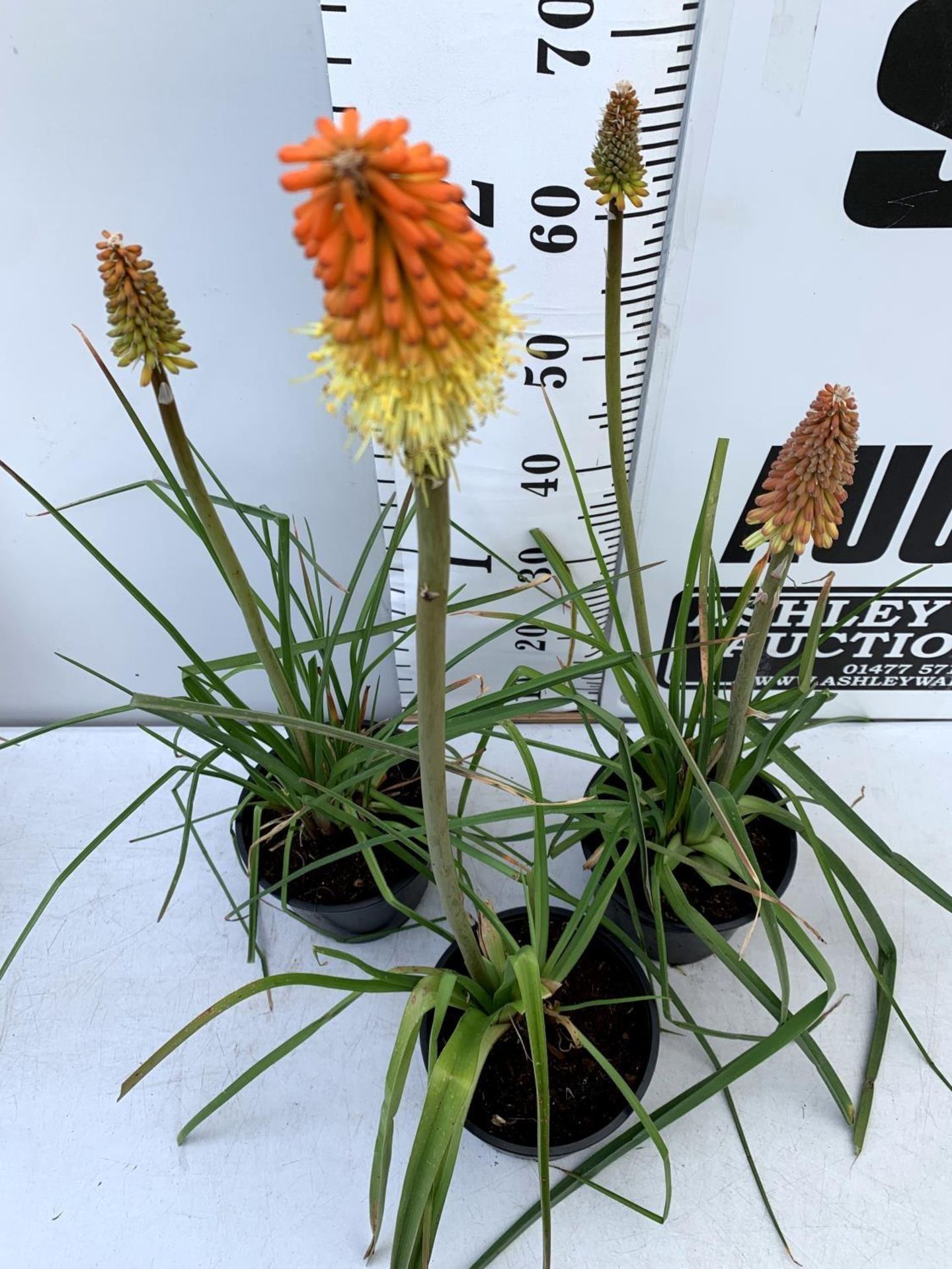 THREE KNIPHOFIA RED HOT POKER 'FLAMENCO' IN 2 LTR POTS APPROX 70CM IN HEIGHT PLUS VAT TO BE SOLD FOR - Bild 6 aus 6