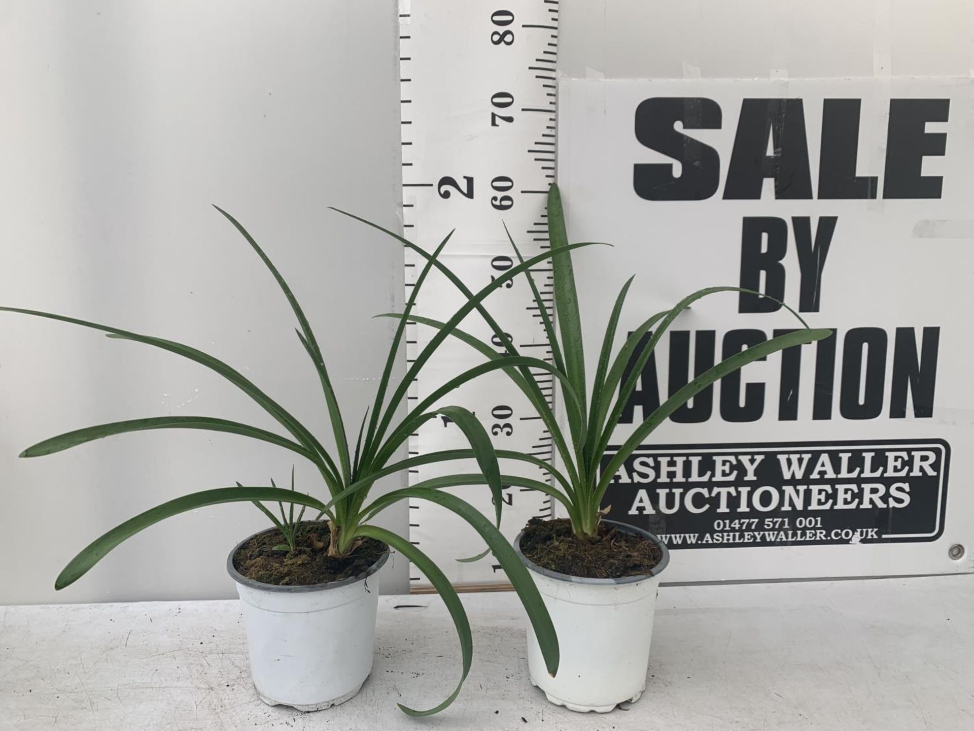 TWO AGAPANTHUS AFRICANUS IN 2 LTR POTS APPROX 60CM IN HEIGHT PLUS VAT TO BE SOLD FOR THE TWO