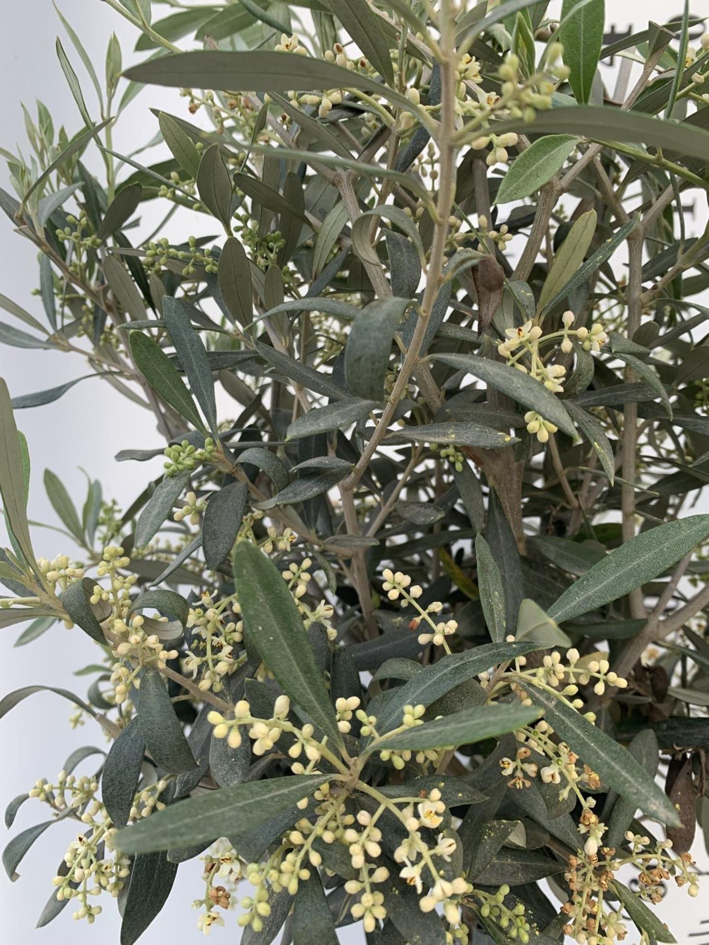 TWO OLIVE EUROPEA STANDARD TREES APPROX 130CM IN HEIGHT IN 4 LTR POTS NO VAT TO BE SOLD FOR THE TWO - Bild 3 aus 6