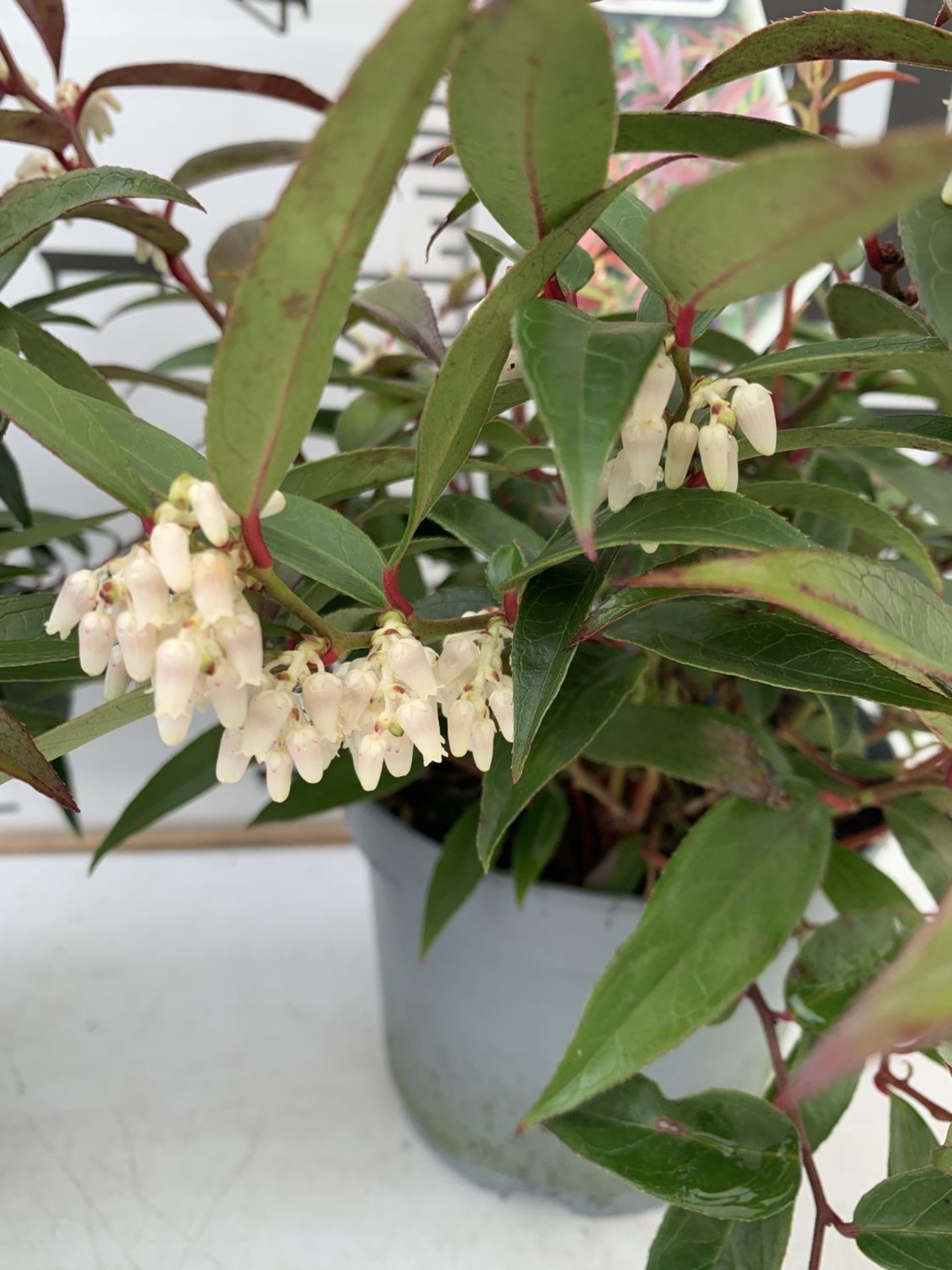 TWO LEUCOTHOE 'ROYAL RUBY' AND 'BURNING LOVE' IN 2 LTR POTS 35CM TALL PLUS VAT TO BE SOLD FOR THE - Image 7 of 12