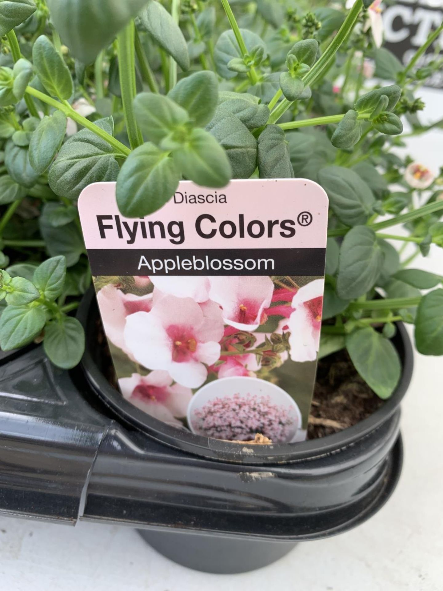 FIFTEEN DIASCIA FLYING COLOURS IN APPLE BLOSSOM BASKET PLANTS ON A TRAY IN P9 POTS PLUS VAT TO BE - Image 4 of 4