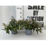 TWO LEUCOTHOE 'ROYAL RUBY' AND 'BURNING LOVE' IN 2 LTR POTS 40CM TALL PLUS VAT TO BE SOLD FOR THE