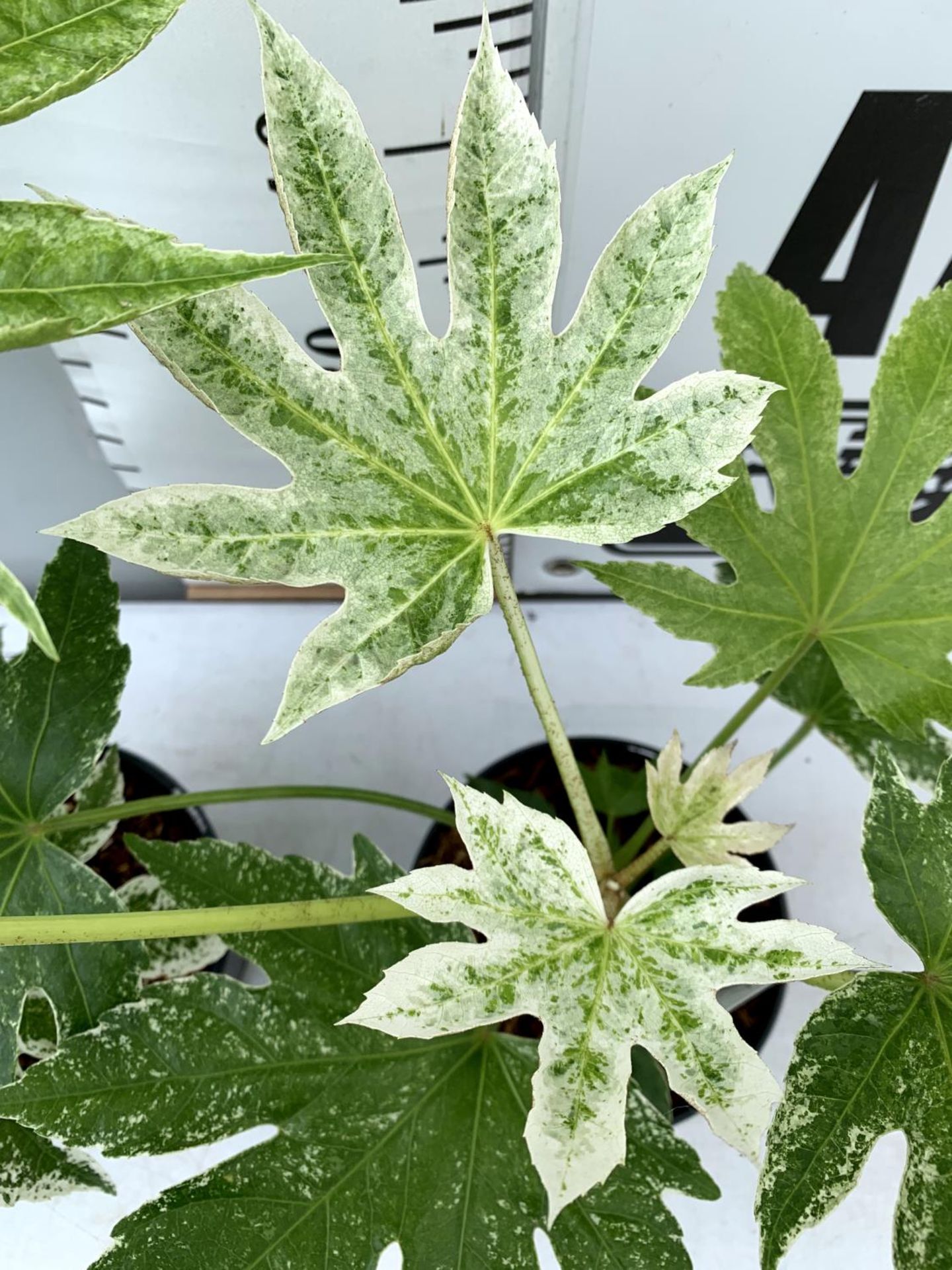 TWO FATSIA JAPONICA 'SPIDERS WEB' IN 2 LTR POTS 60CM TALL PLUS VAT TO BE SOLD FOR THE TWO - Image 5 of 8