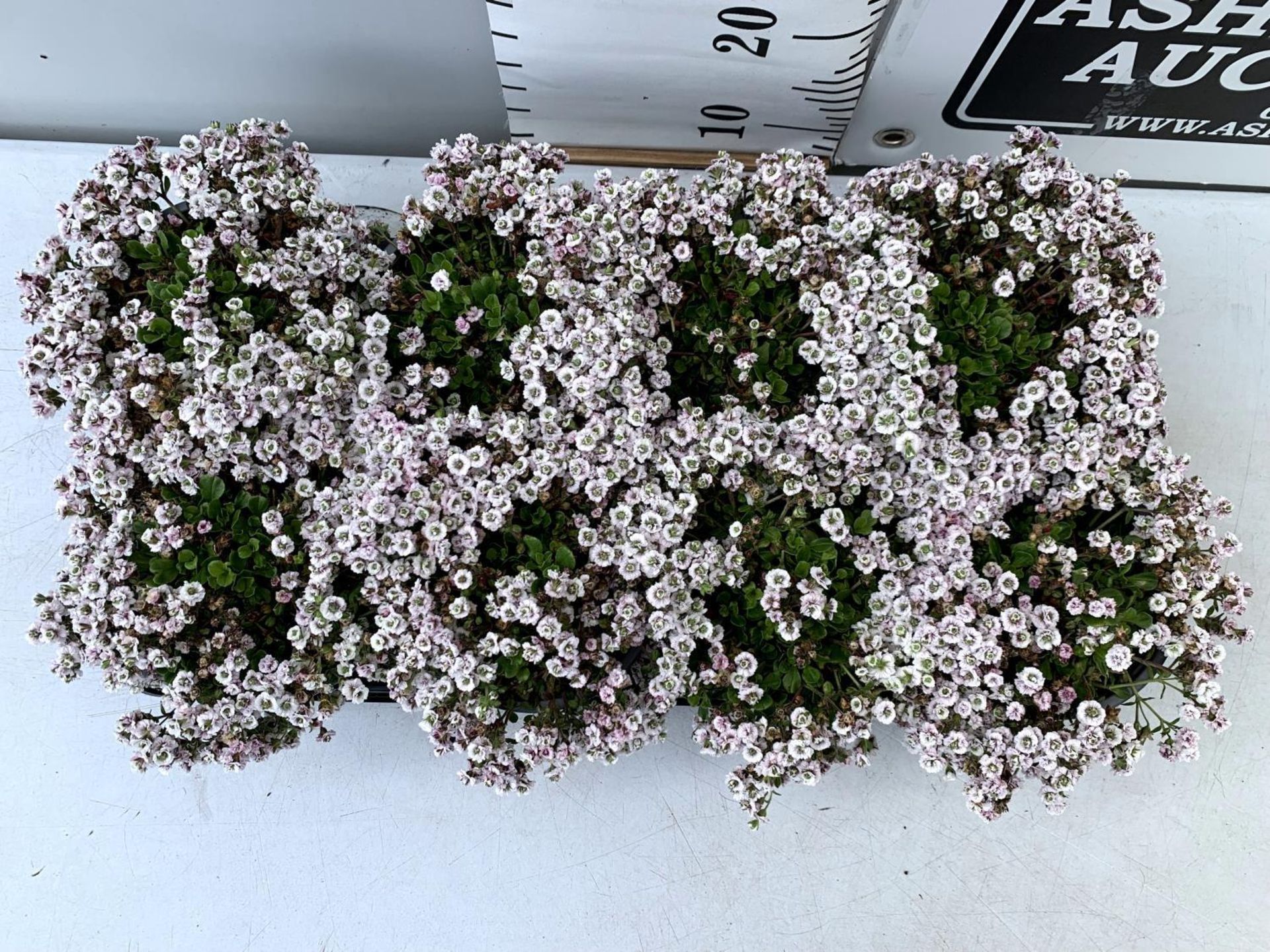 EIGHT GYPSOPHILA CERASTIOIDES PLENA WHITE IN 1 LTR POTS APPROX 20CM IN HEIGHT PLUS VAT TO BE SOLD - Image 4 of 8