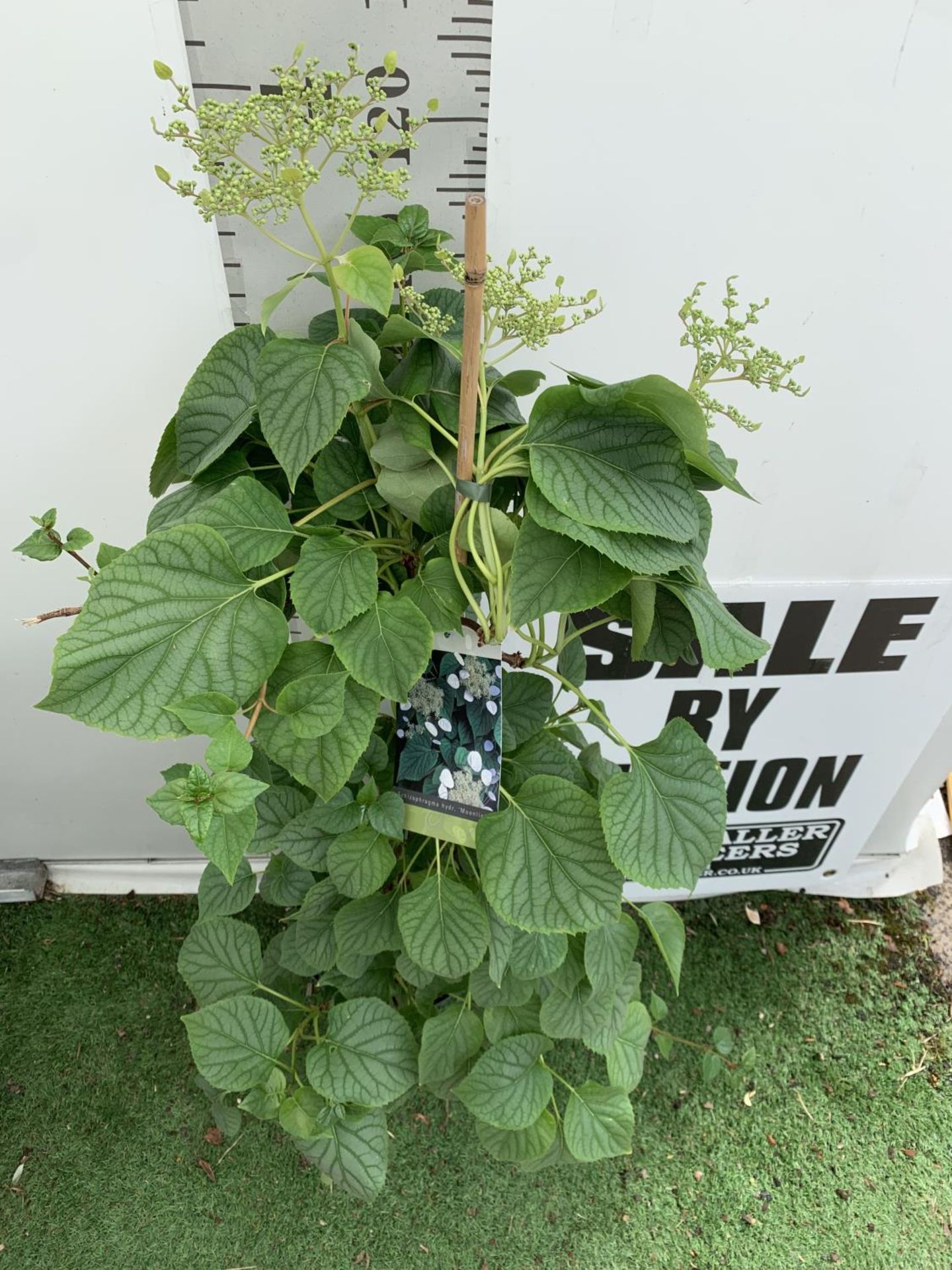 A SCHIZOPHRAGMA HYDRANGEA 'MOONLIGHT' IN A 7.5 LTR POT 120CM IN HEIGHT PLUS VAT - Image 3 of 8