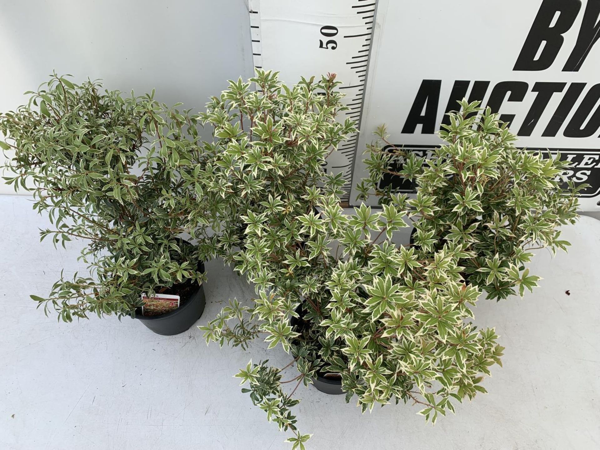 FOUR PIERIS LITTLE HEATH 45CM TALL IN 2 LTR POTS TO BE SOLD FOR THE FOUR PLUS VAT - Image 4 of 10