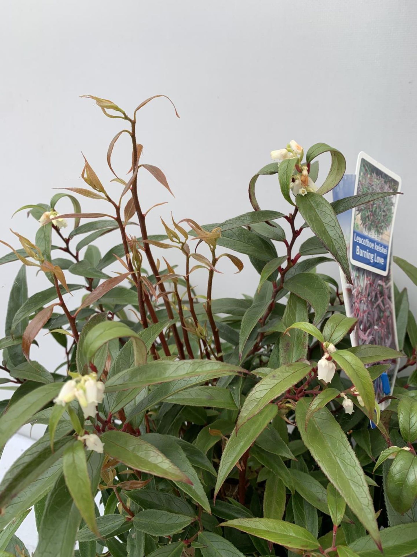 TWO LEUCOTHOE 'ROYAL RUBY' AND 'BURNING LOVE' IN 2 LTR POTS 35CM TALL PLUS VAT TO BE SOLD FOR THE - Image 11 of 12