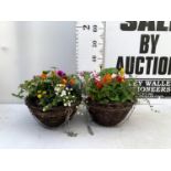 TWO WICKER HANGING BASKETS PLANTED WITH VARIOUS BASKET PLANTS INCLUDING MARIGOLD PETUNIA VERBENA