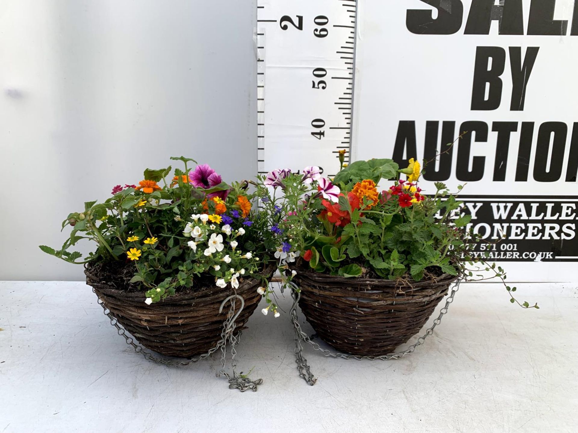 TWO WICKER HANGING BASKETS PLANTED WITH VARIOUS BASKET PLANTS INCLUDING MARIGOLD PETUNIA VERBENA