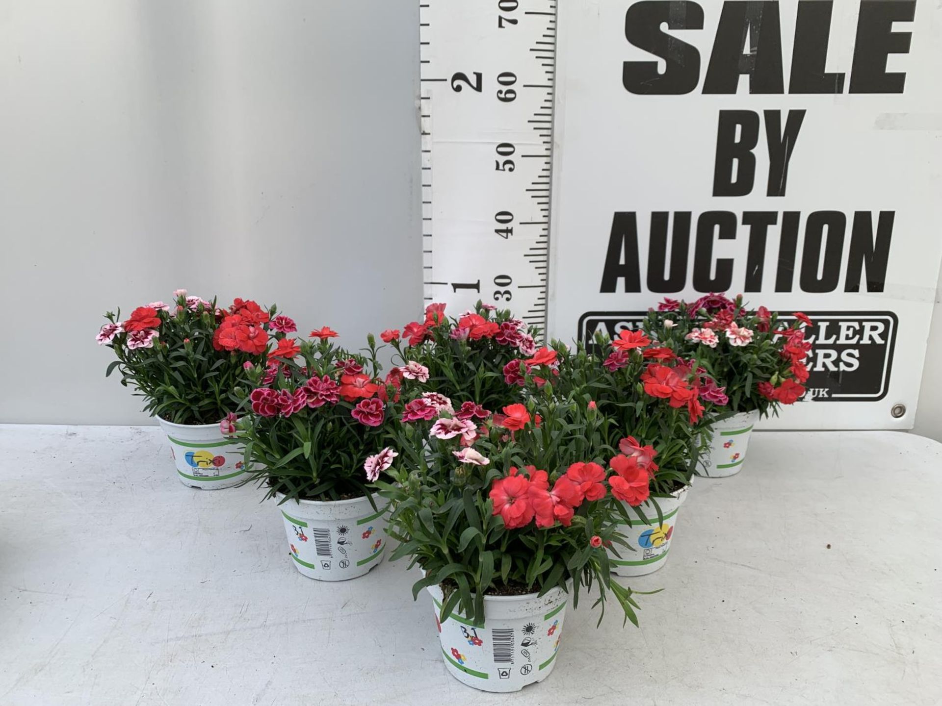 SIX POTS OF DIANTHUS TRIO MIXED WITH THREE VARIETIES IN EACH POT SIZE P15 HEIGHT 30CM TO BE SOLD FOR