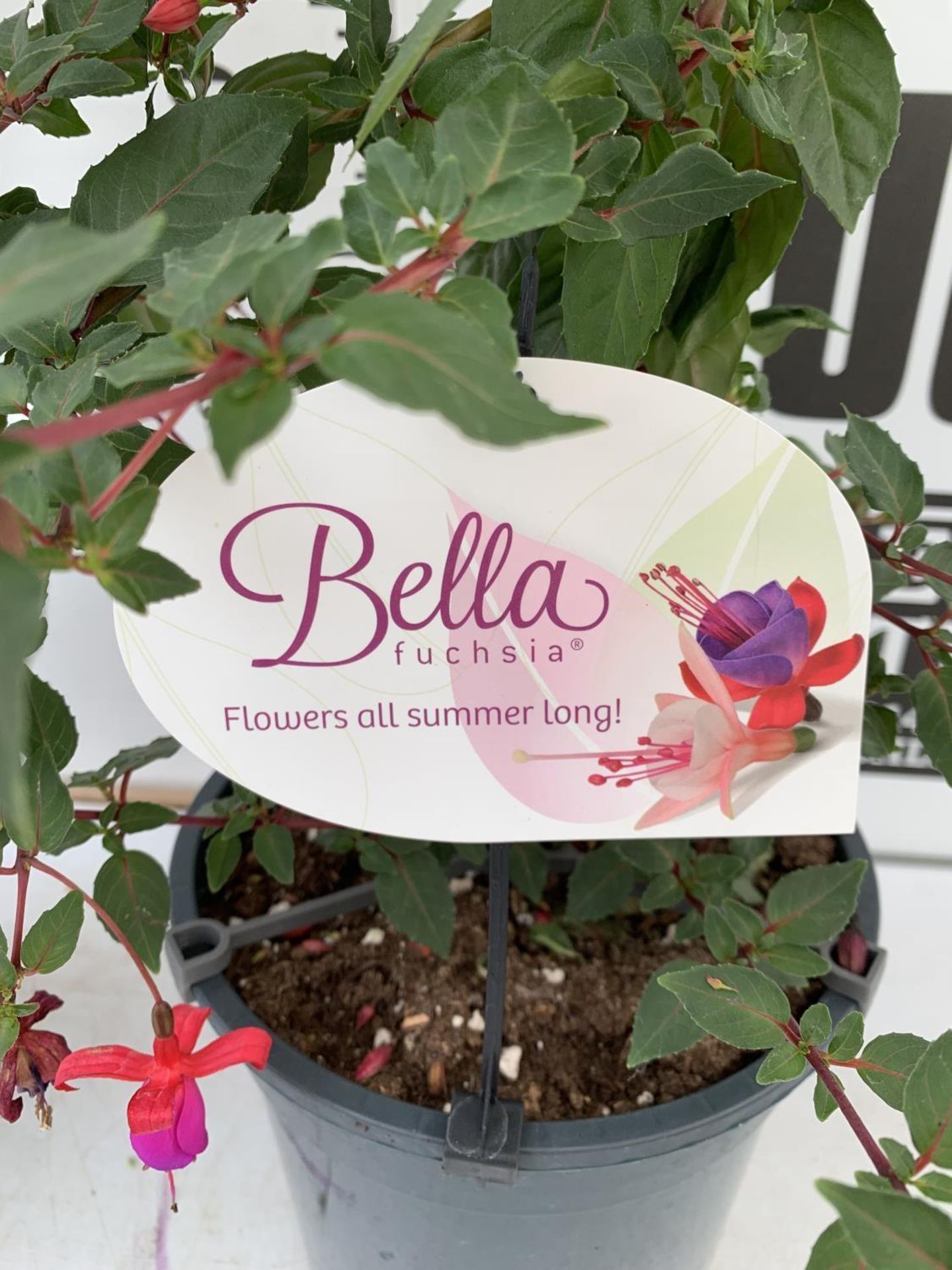 TWO BELLA STANDARD FUCHSIA IN A 3 LTR POTS 70CM -80CM TALL TO BE SOLD FOR THE TWO PLUS VAT - Image 8 of 8