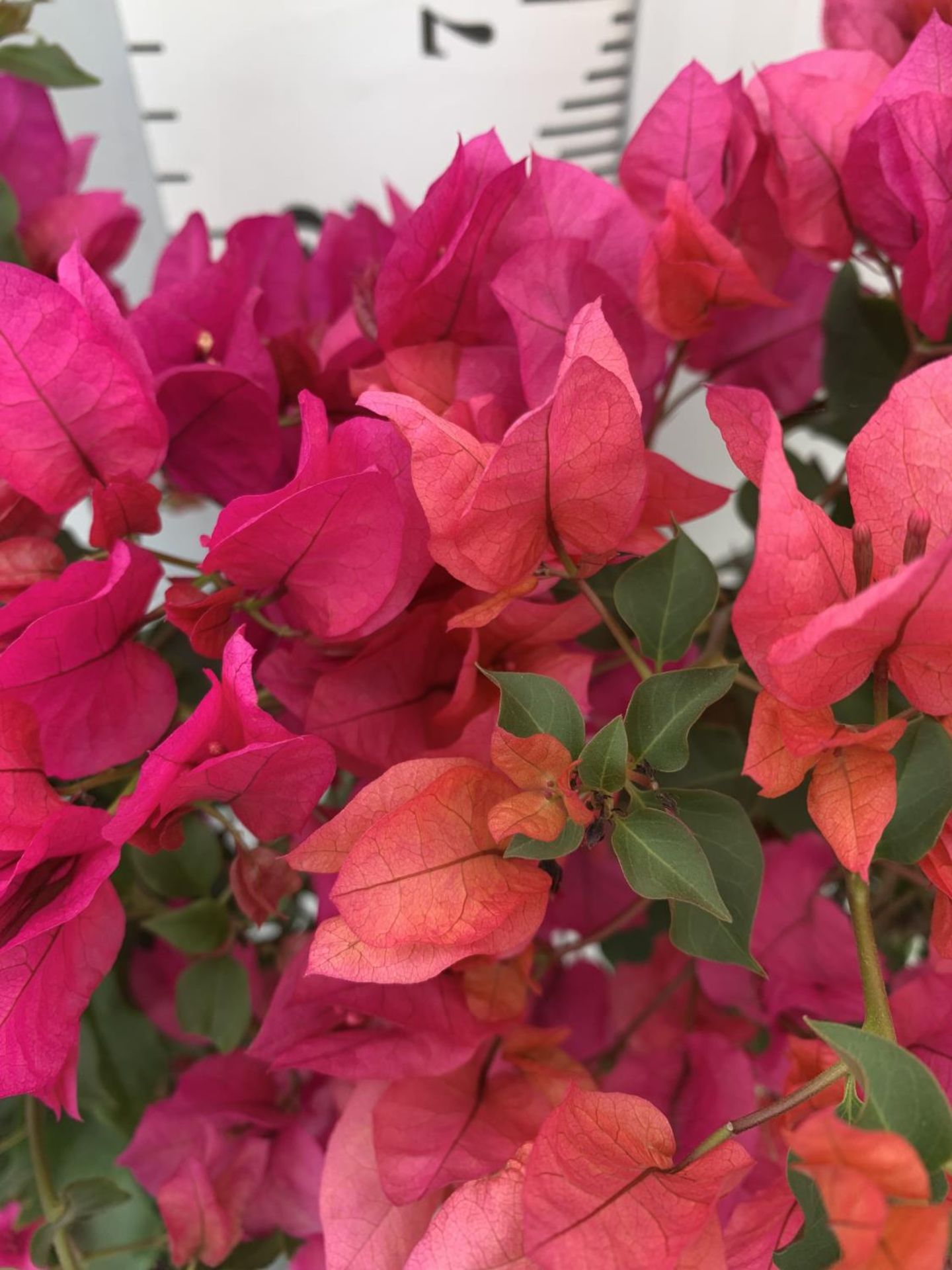 TWO BOUGAINVILLEA SANDERINA PINK ON A PYRAMID FRAME, 3 LTR POTS HEIGHT 60-80CM. PATIO READY TO BE - Image 5 of 8