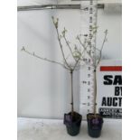 TWO PURPLE CALLICARPA STANDARD TREES BODINIERI PROFUSION IN 4 LTR POTS 140CM IN HEIGHT PLUS VAT TO