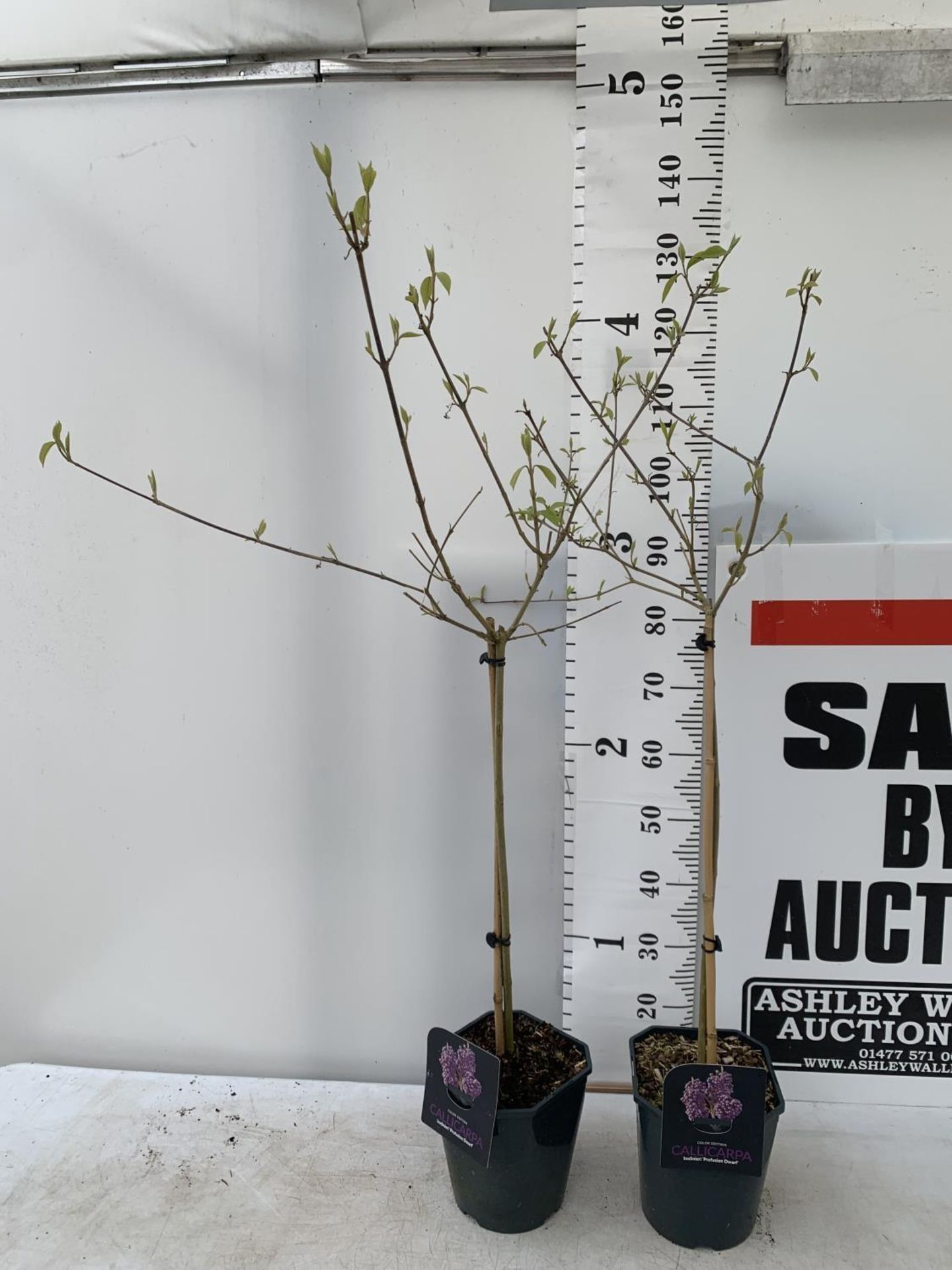 TWO PURPLE CALLICARPA STANDARD TREES BODINIERI PROFUSION IN 4 LTR POTS 140CM IN HEIGHT PLUS VAT TO