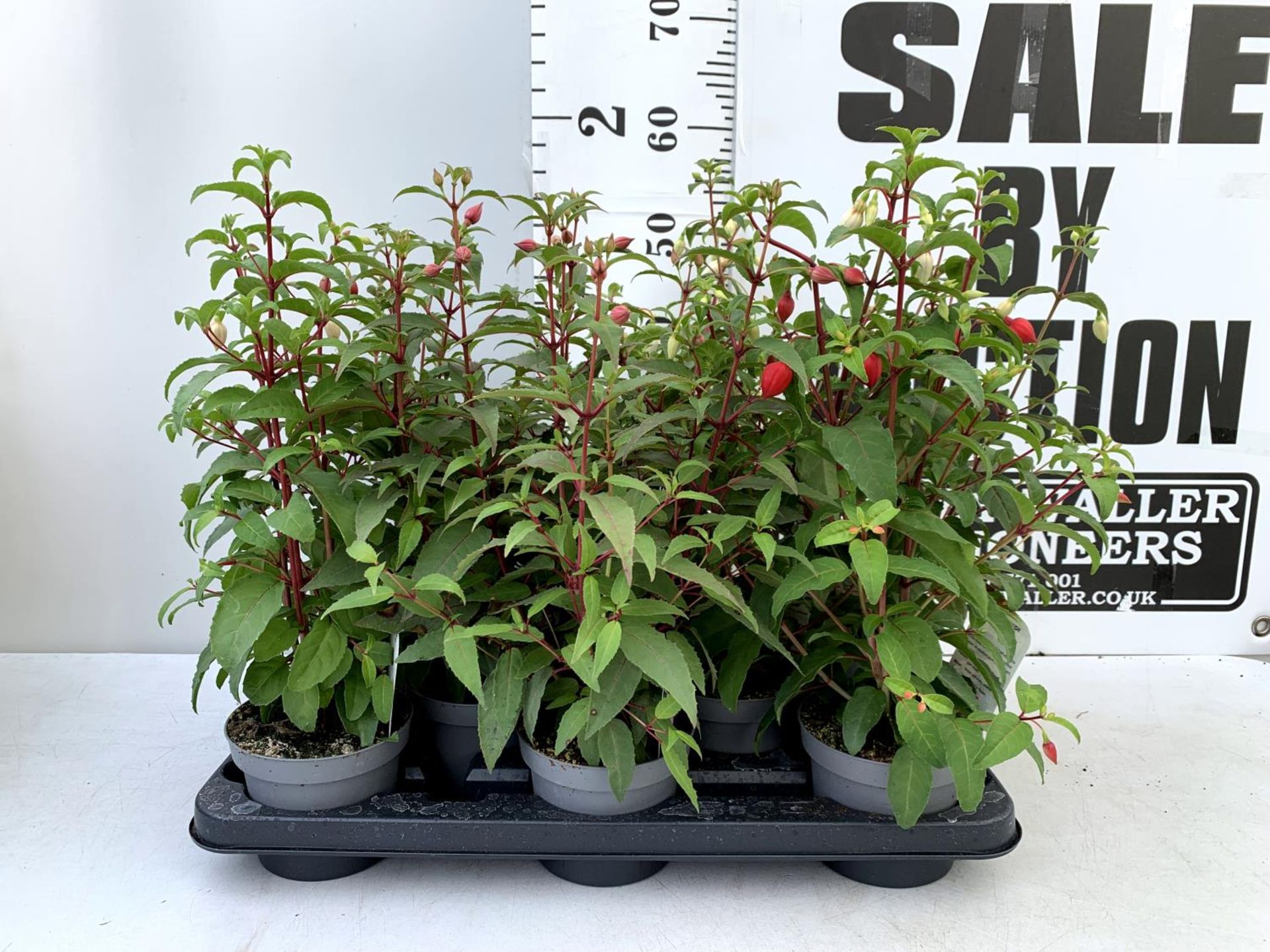 EIGHT FUCHSIA BUSH 'ETERNITY' AND 'NICE AND EASY' IN 1 LTR POTS ON A TRAY PLUS VAT TO BE SOLD FOR