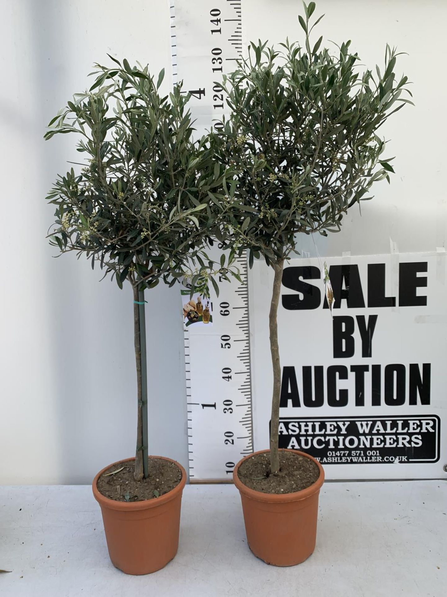 TWO OLIVE EUROPEA STANDARD TREES APPROX 120CM IN HEIGHT IN 3LTR POTS NO VAT TO BE SOLD FOR THE TWO - Image 3 of 9