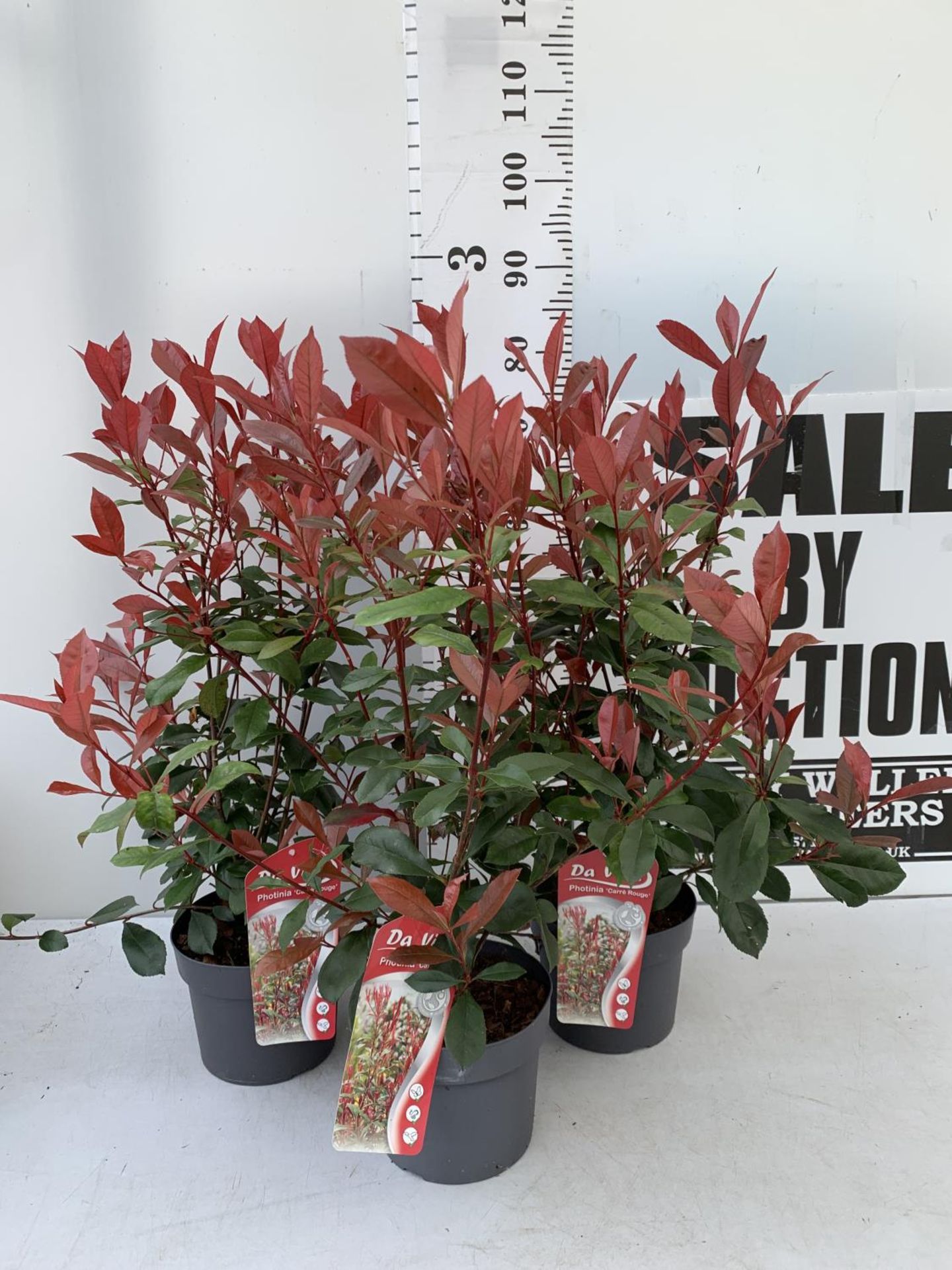 THREE PHOTINIA 'CARRE ROUGE' IN 3 LTR POTS APPROX 80CM IN HEIGHT PLUS VAT TO BE SOLD FOR THE THREE