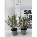 TWO CALLISTEMON LAEVIS IN 2 LTR POTS 50CM IN HEIGHT PLUS VAT TO BE SOLD FOR THE TWO