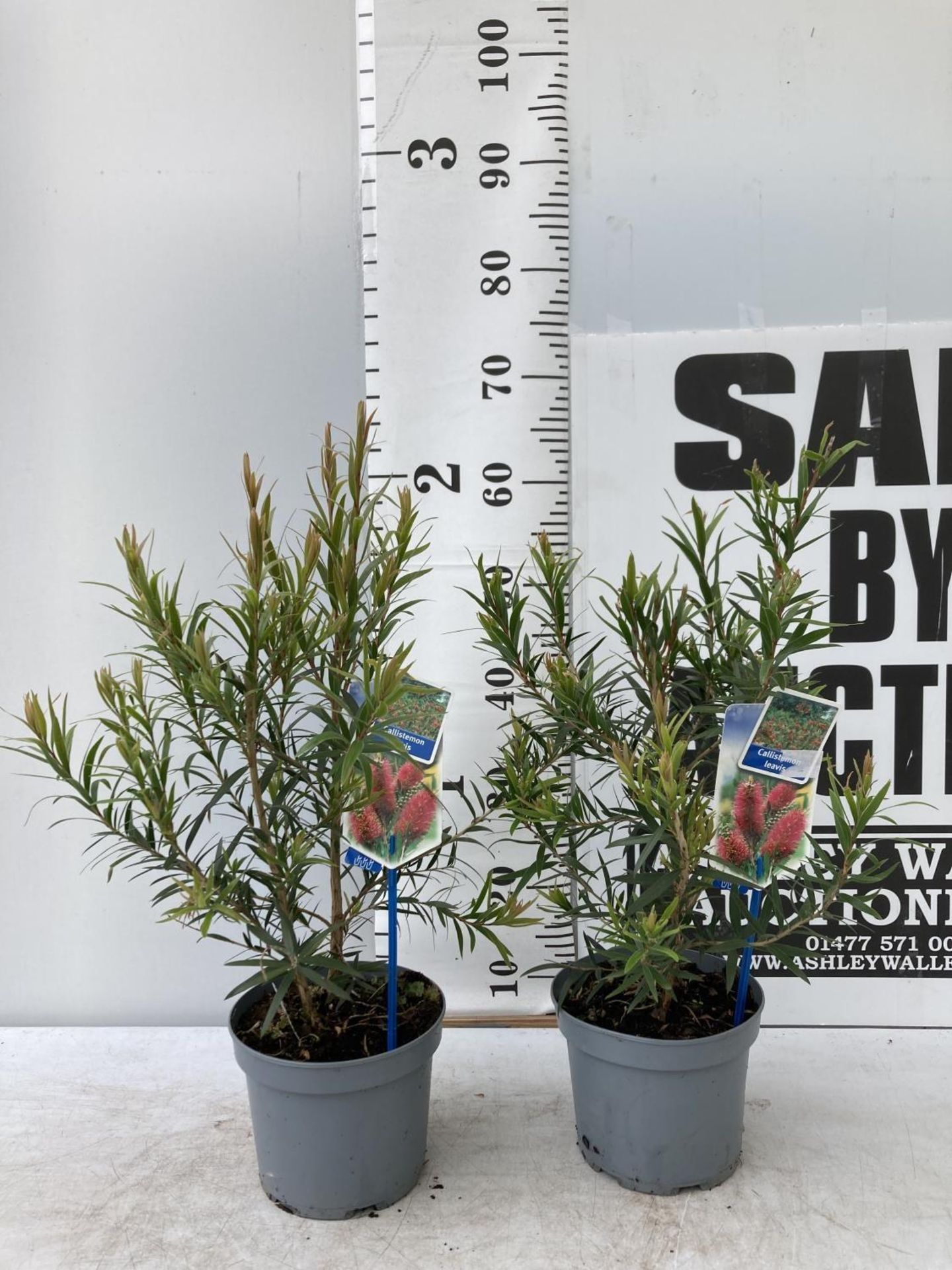 TWO CALLISTEMON LAEVIS IN 2 LTR POTS 50CM IN HEIGHT PLUS VAT TO BE SOLD FOR THE TWO