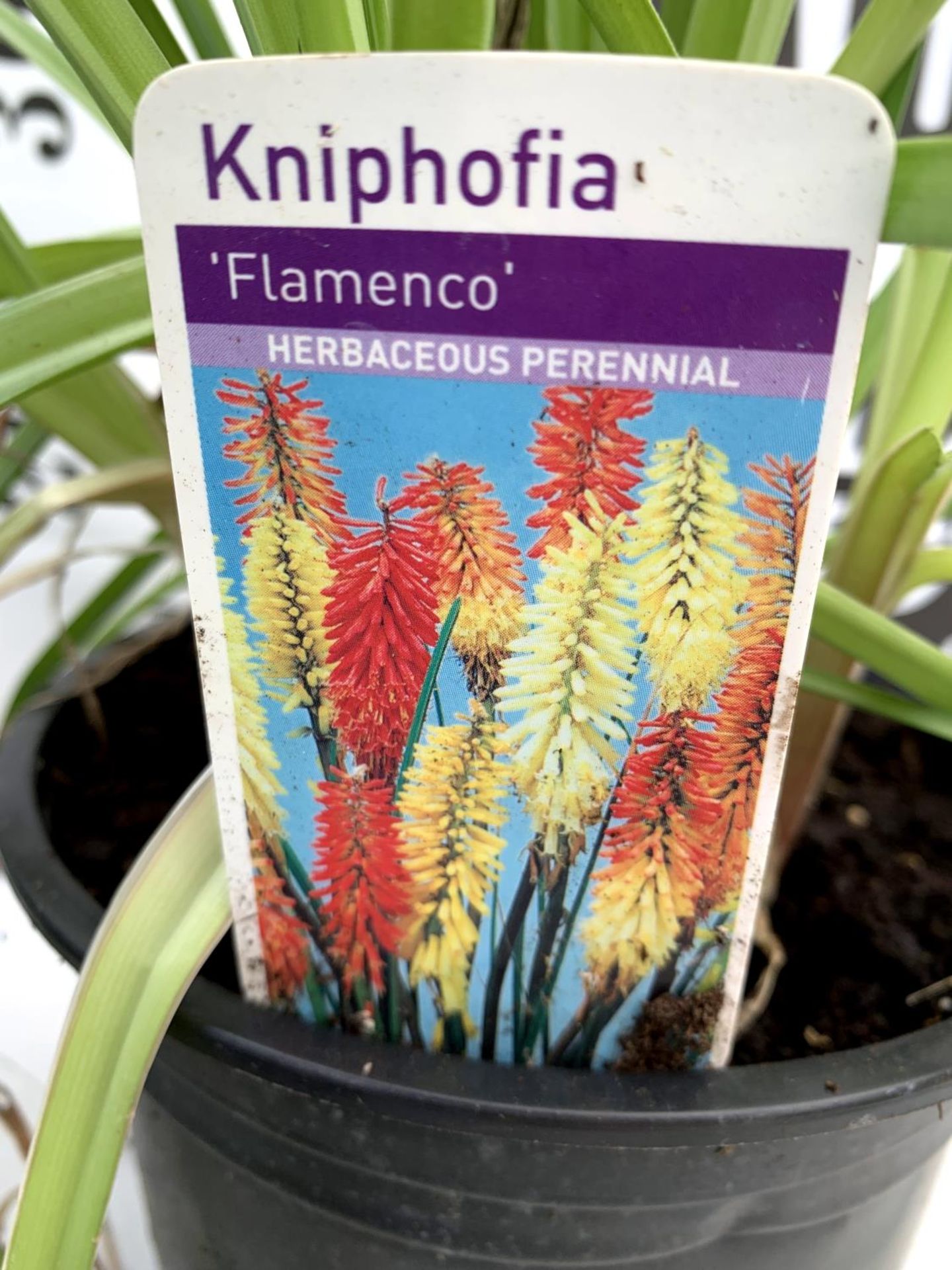 THREE KNIPHOFIA RED HOT POKER 'FLAMENCO' IN 2 LTR POTS APPROX 70- 80CM IN HEIGHT PLUS VAT TO BE SOLD - Image 7 of 8