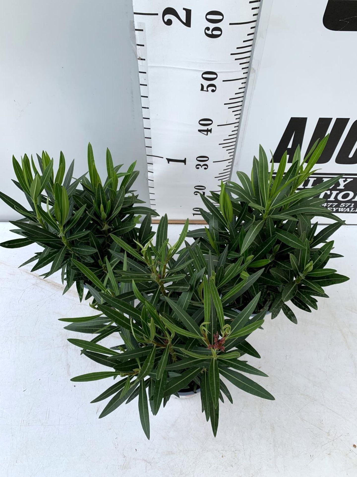 THREE MIXED OLEANDER NERIUM APPROX 55CM TALL IN 1 LTR POTS PLUS VAT TO BE SOLD FOR THE THREE - Image 4 of 6