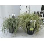 TWO HARDY ORNAMENTAL GRASSES CAREX 'EVERGOLD' AND 'EVEREST' IN 3 LTR POTS APPROX 40CM IN HEIGHT PLUS