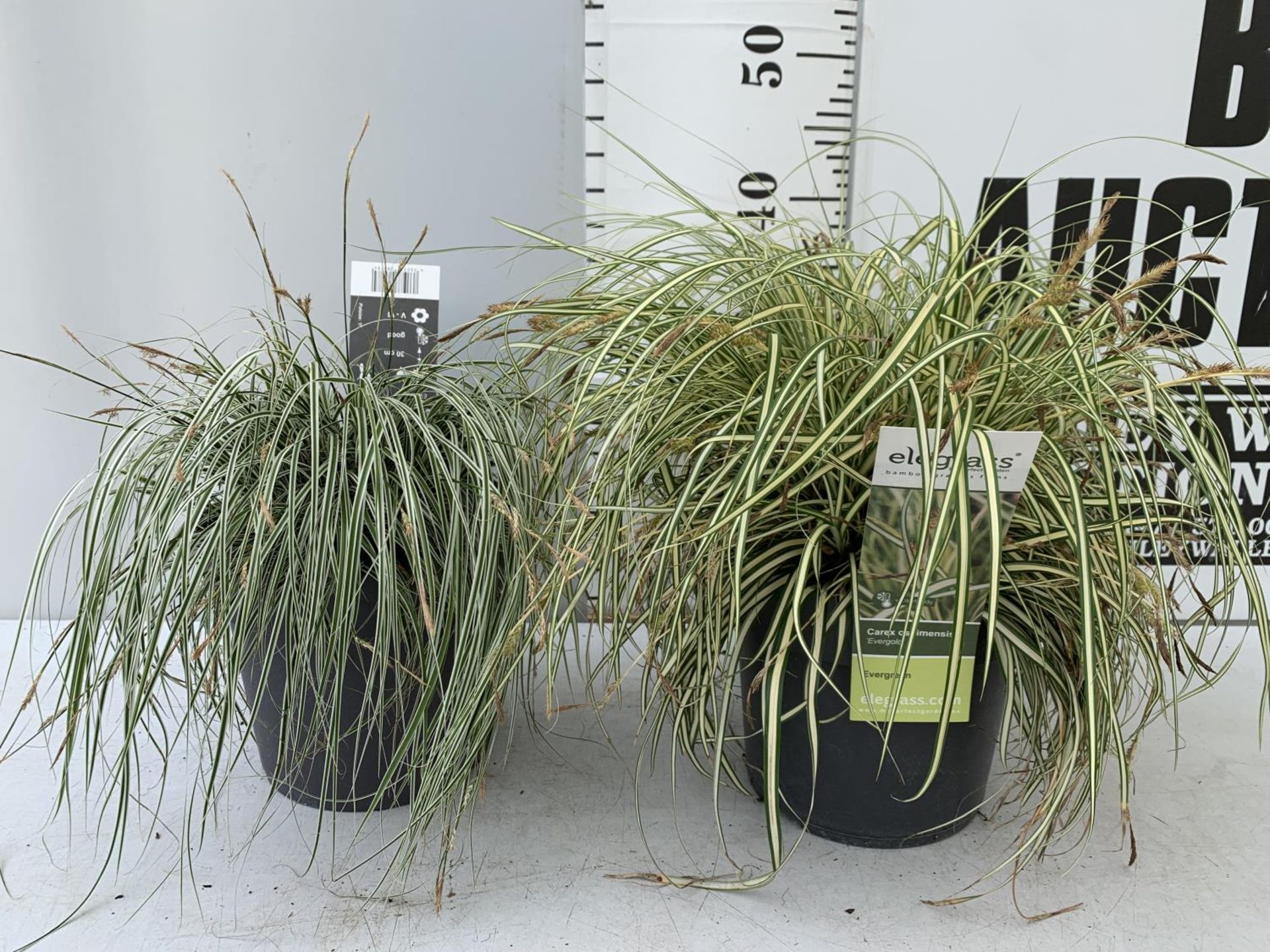 TWO HARDY ORNAMENTAL GRASSES CAREX 'EVERGOLD' AND 'EVEREST' IN 3 LTR POTS APPROX 40CM IN HEIGHT PLUS
