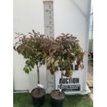 A PAIR OF STANDARD PHOTINIA FRASERI RED ROBIN TREES 140CM TALL IN A 10 LTR POT TO BE SOLD FOR THE