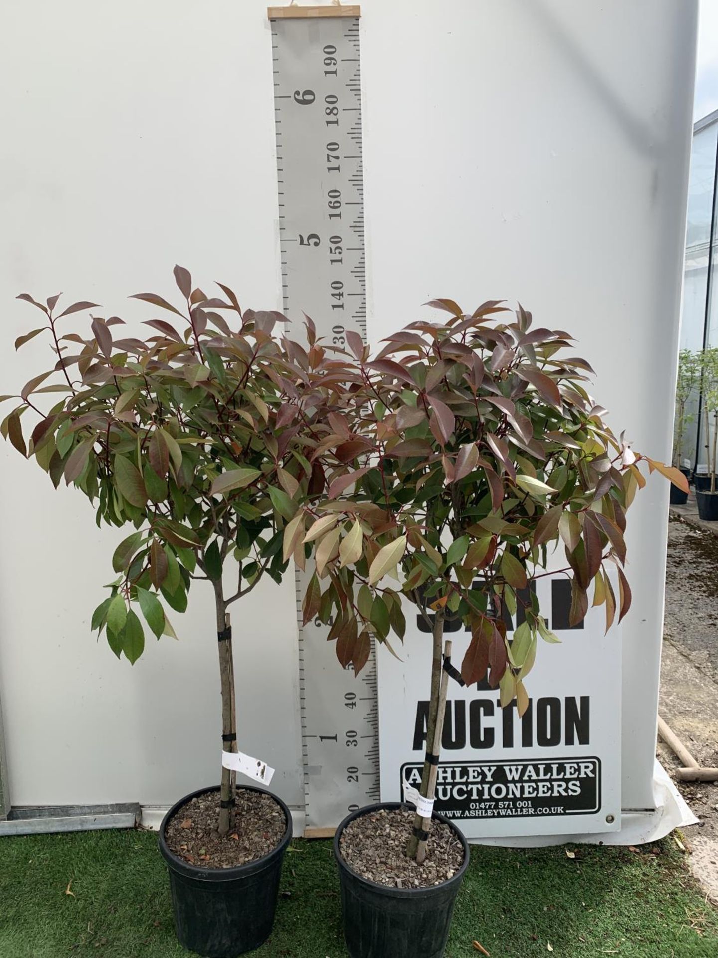 A PAIR OF STANDARD PHOTINIA FRASERI RED ROBIN TREES 140CM TALL IN A 10 LTR POT TO BE SOLD FOR THE