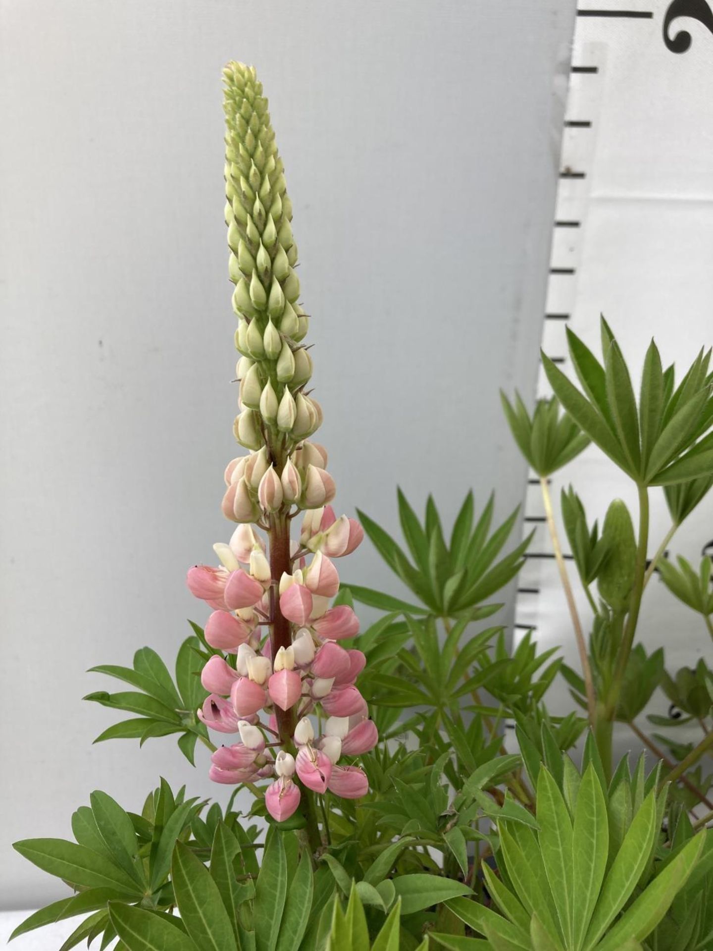 EIGHT LUPIN RUSSELLS IN MIXED COLOURS IN 1 LTR POTS APPROX 40-50CM IN HEIGHT PLUS VAT TO BE SOLD FOR - Image 6 of 7