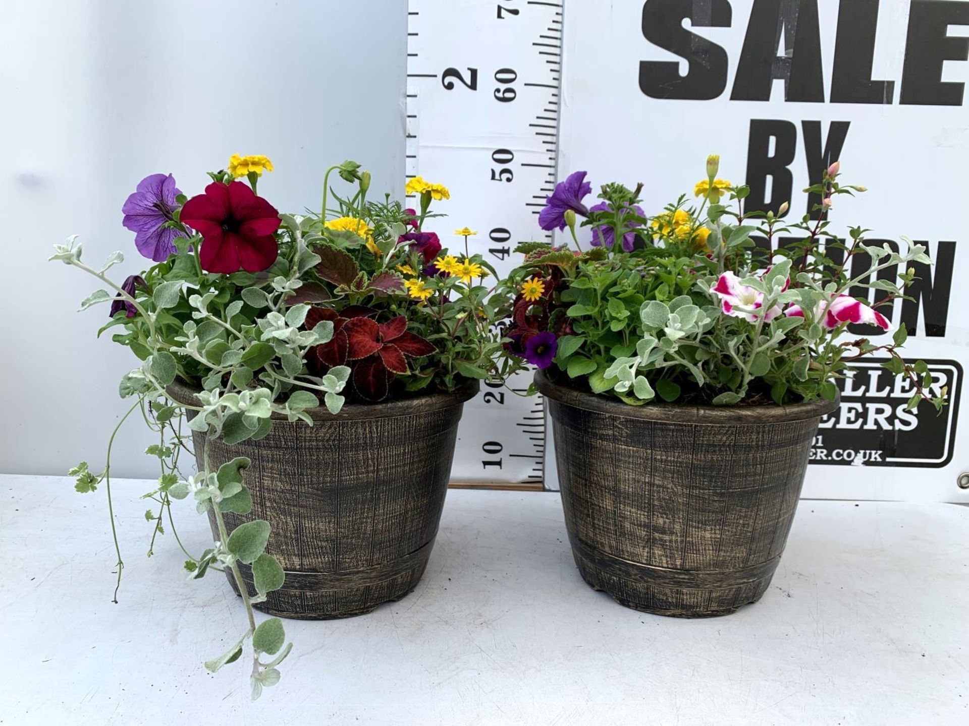 TWO LARGE TUBS PLANTED WITH VARIOUS PLANTS INC MARIGOLDS PETUNIAS FUCHSIA BACOPA ETC IN 10 LTR - Image 2 of 8