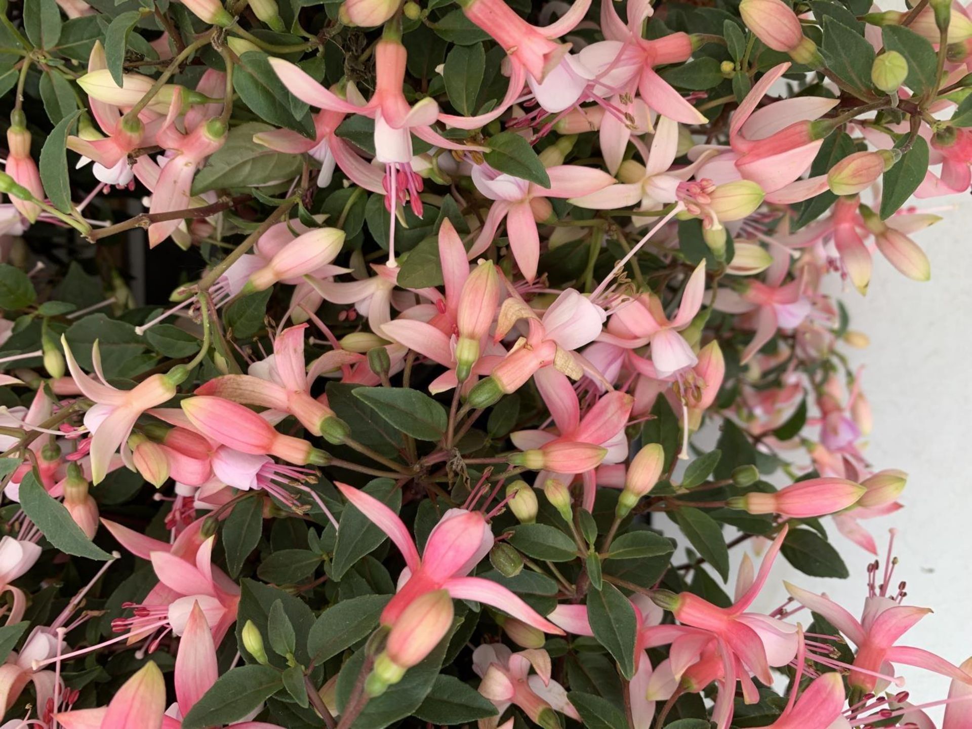 NINE FUCHSIA BELLA IN 20CM POTS 20-30CM TALL TO BE SOLD FOR THE NINE PLUS VAT - Image 6 of 6