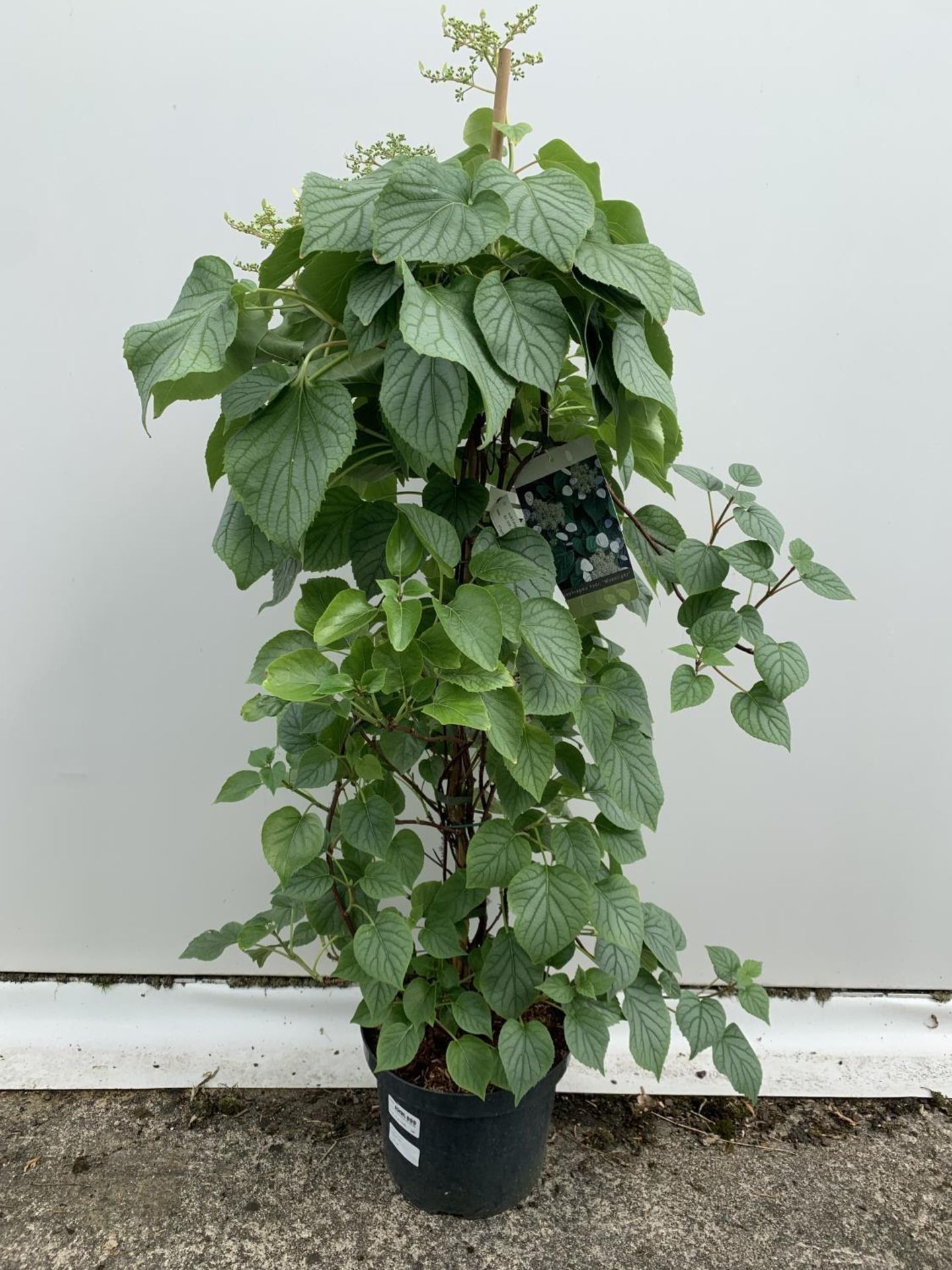 A SCHIZOPHRAGMA HYDRANGEA 'MOONLIGHT' IN A 7.5 LTR POT 130CM IN HEIGHT PLUS VAT - Image 6 of 14