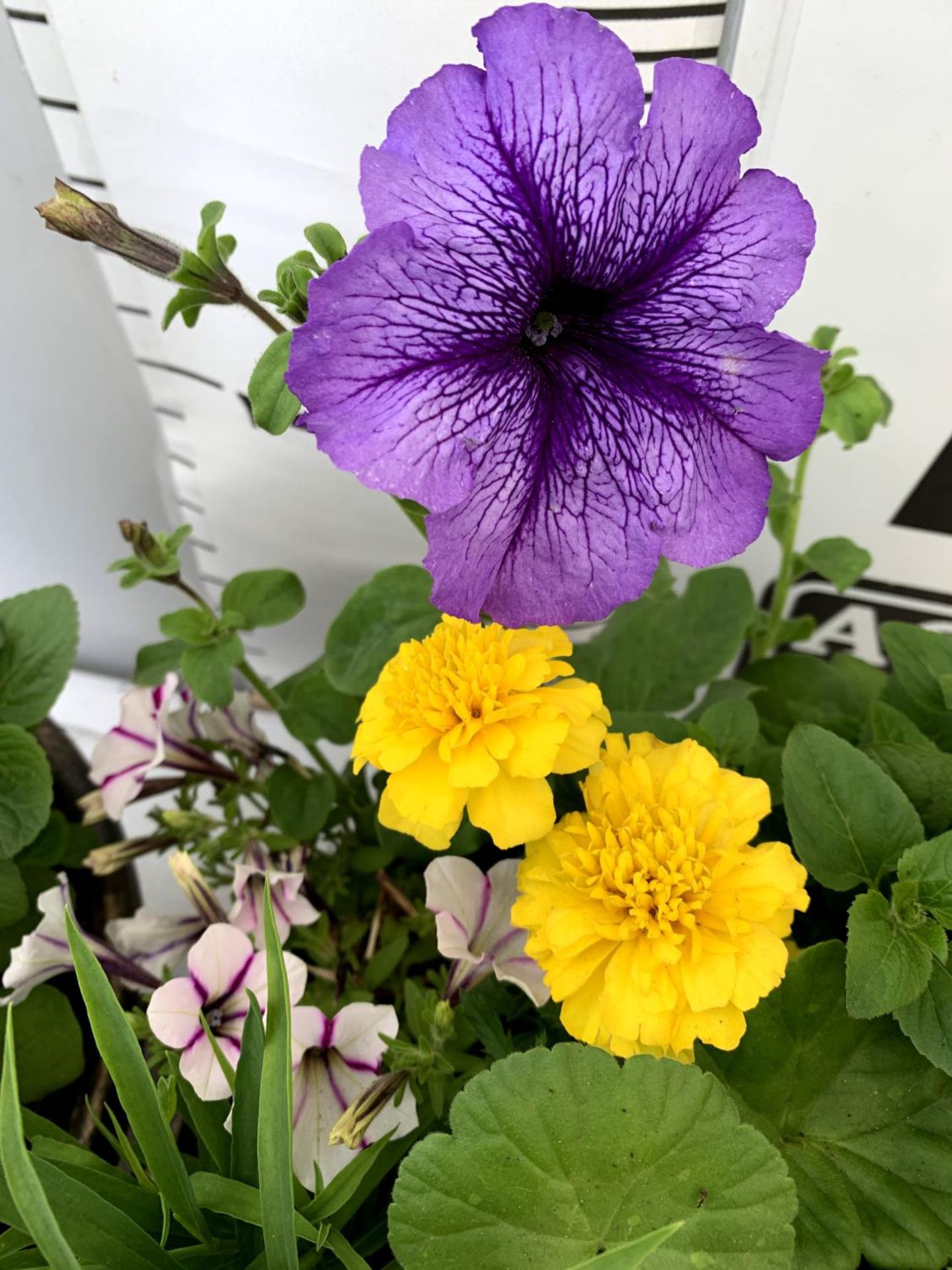 TWO LARGE TUBS PLANTED WITH VARIOUS PLANTS INC MARIGOLDS PETUNIAS FUCHSIA BACOPA ETC IN 10 LTR - Image 7 of 8