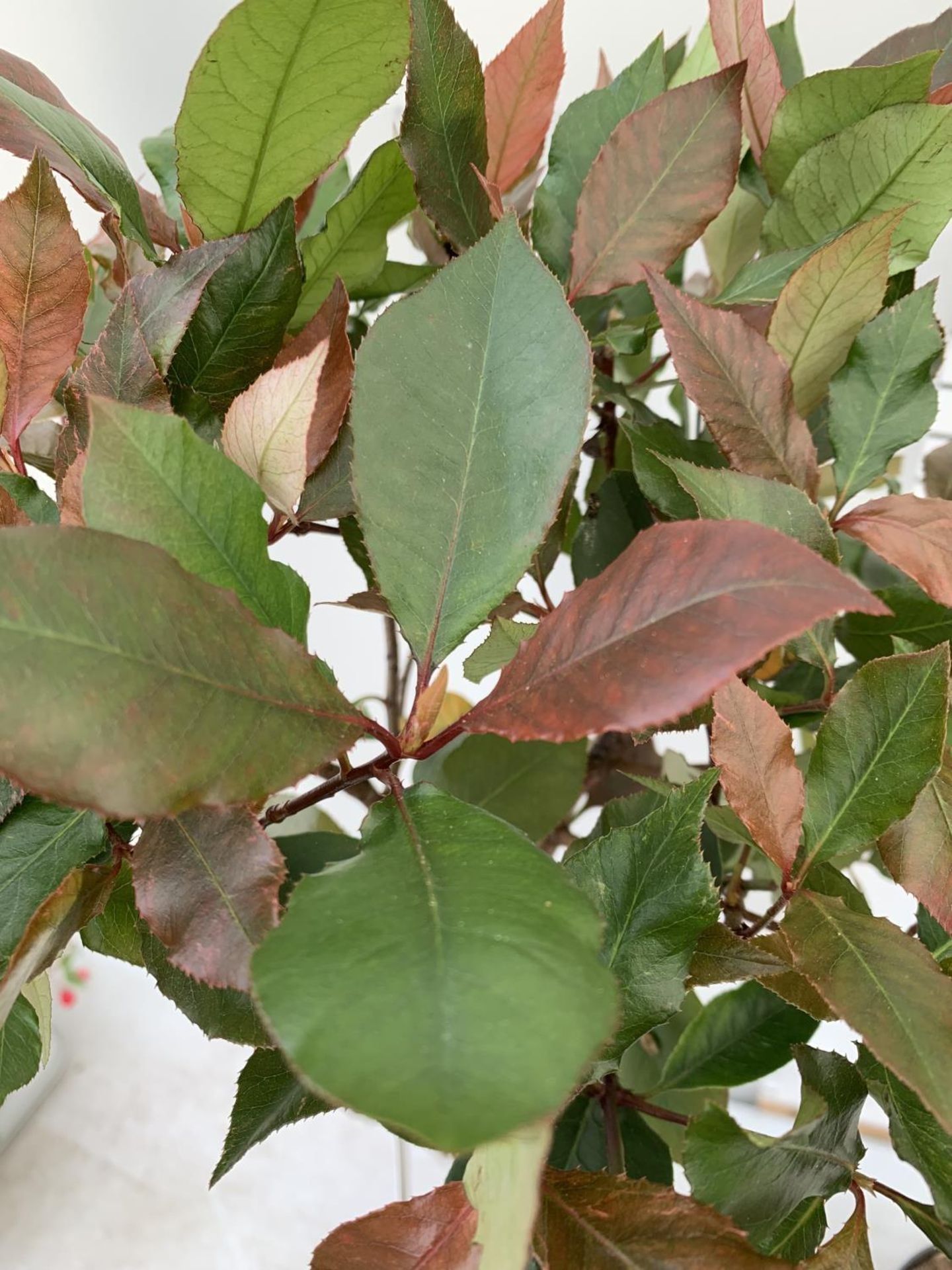 TWO PHOTINIA FRASERI STANDARD TREES 'LITTLE RED ROBIN' APPROX OVER ONE METRE IN HEIGHT IN 3LTR - Image 9 of 10