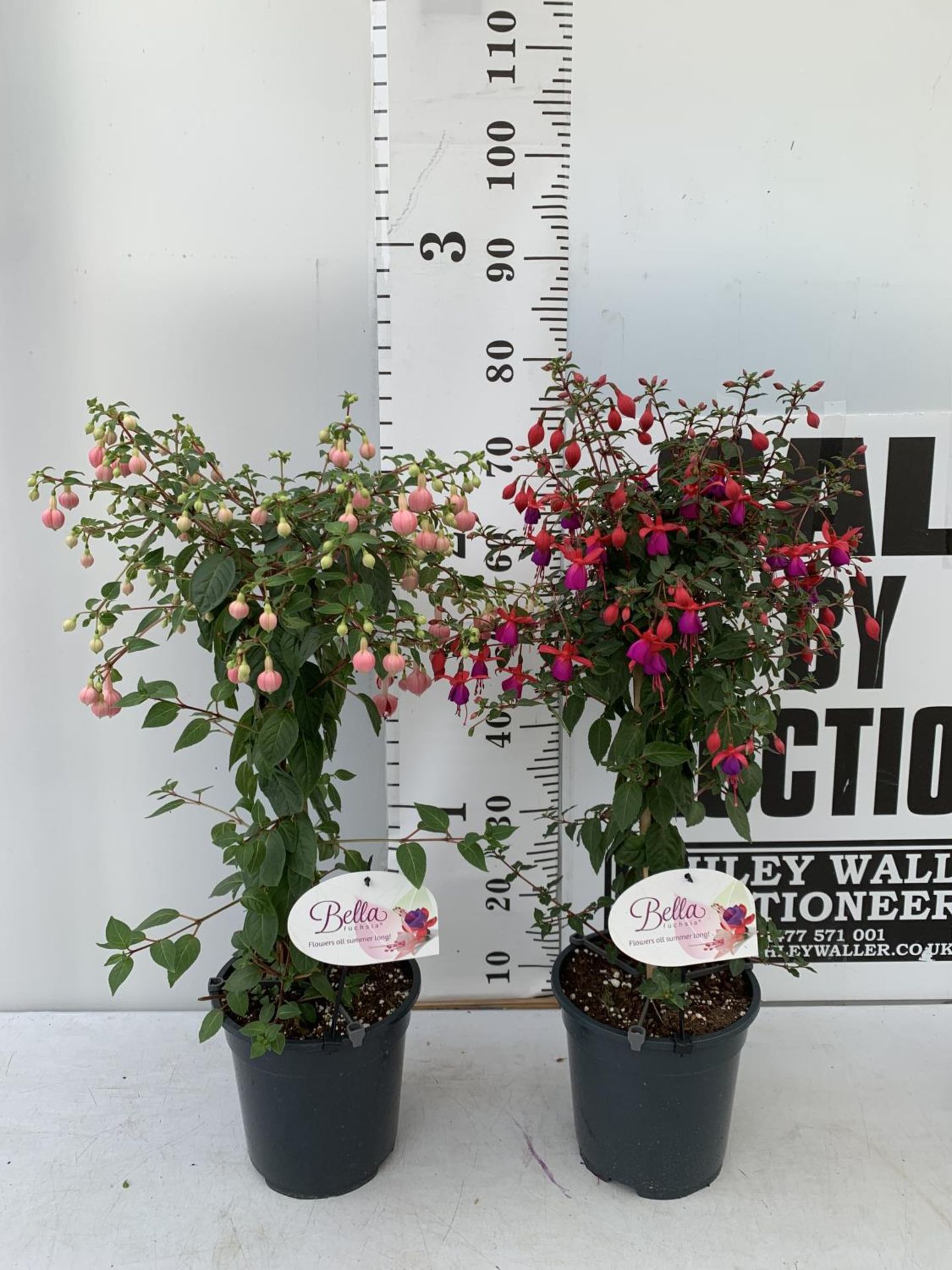 TWO BELLA STANDARD FUCHSIA IN A 3 LTR POTS 70CM -80CM TALL TO BE SOLD FOR THE TWO PLUS VAT