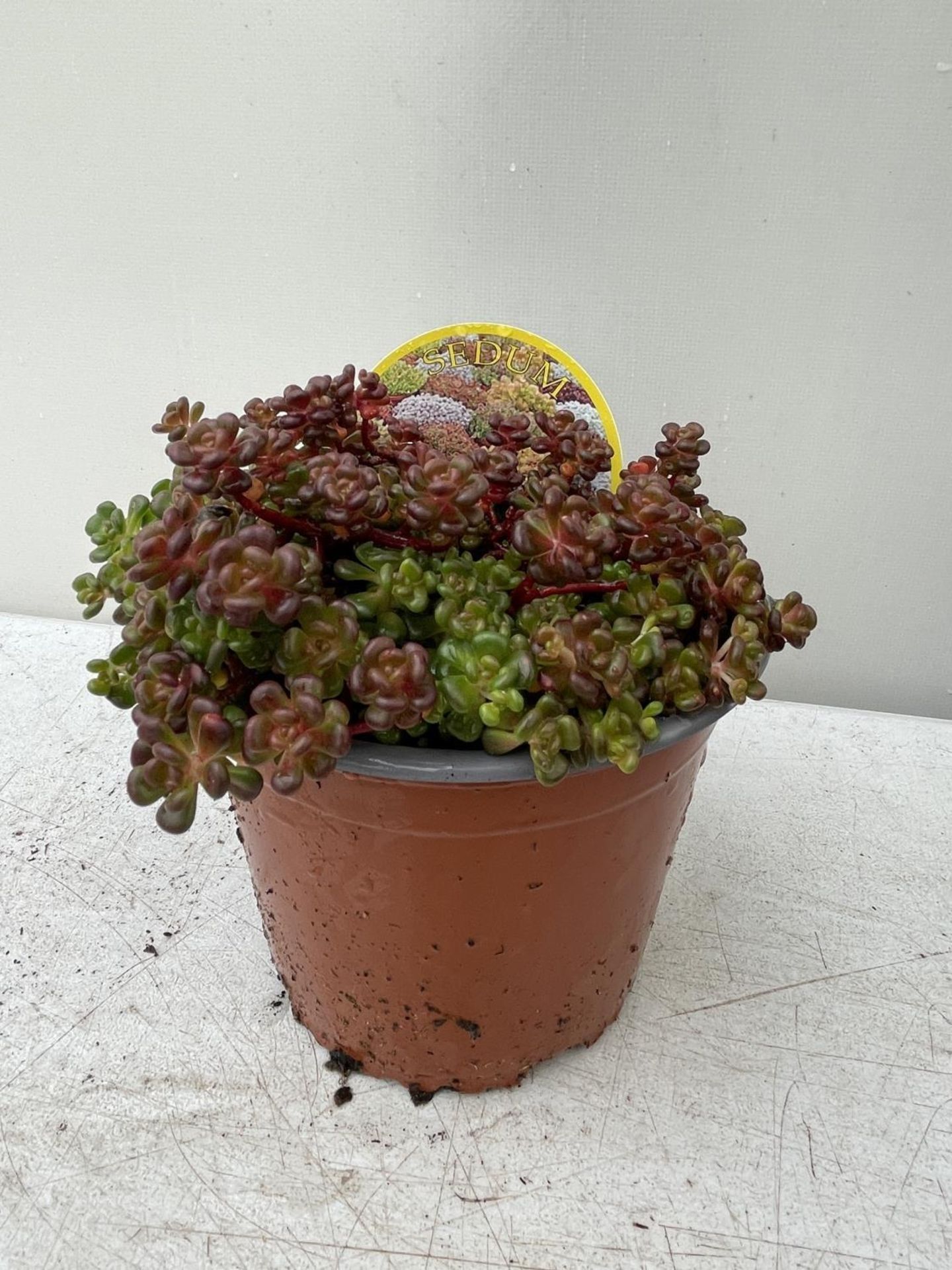 EIGHT VARIOUS VARIETIES OF SEDUM WITH CARDS IN ONE LTR POTS TO BE SOLD FOR THE EIGHT PLUS VAT - Image 6 of 6