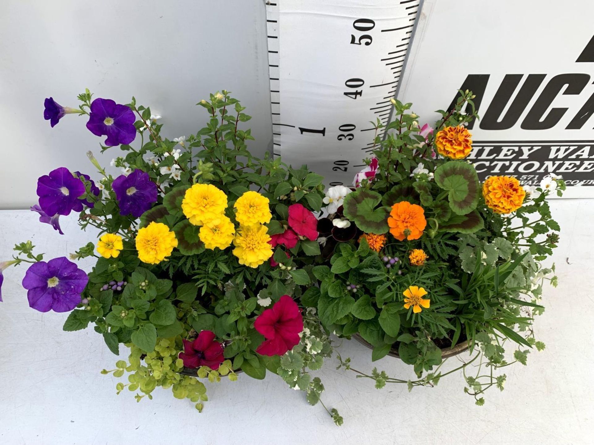 TWO LARGE TUBS PLANTED WITH VARIOUS PLANTS INC MARIGOLDS PETUNIAS FUCHSIA BACOPA ETC IN 10 LTR - Image 4 of 8