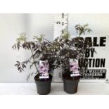 TWO SAMBUCUS NIGRA BLACK LACE 'EVA' IN 5 LTR POTS APPROX 80CM IN HEIGHT PLUS VAT TO BE SOLD FOR