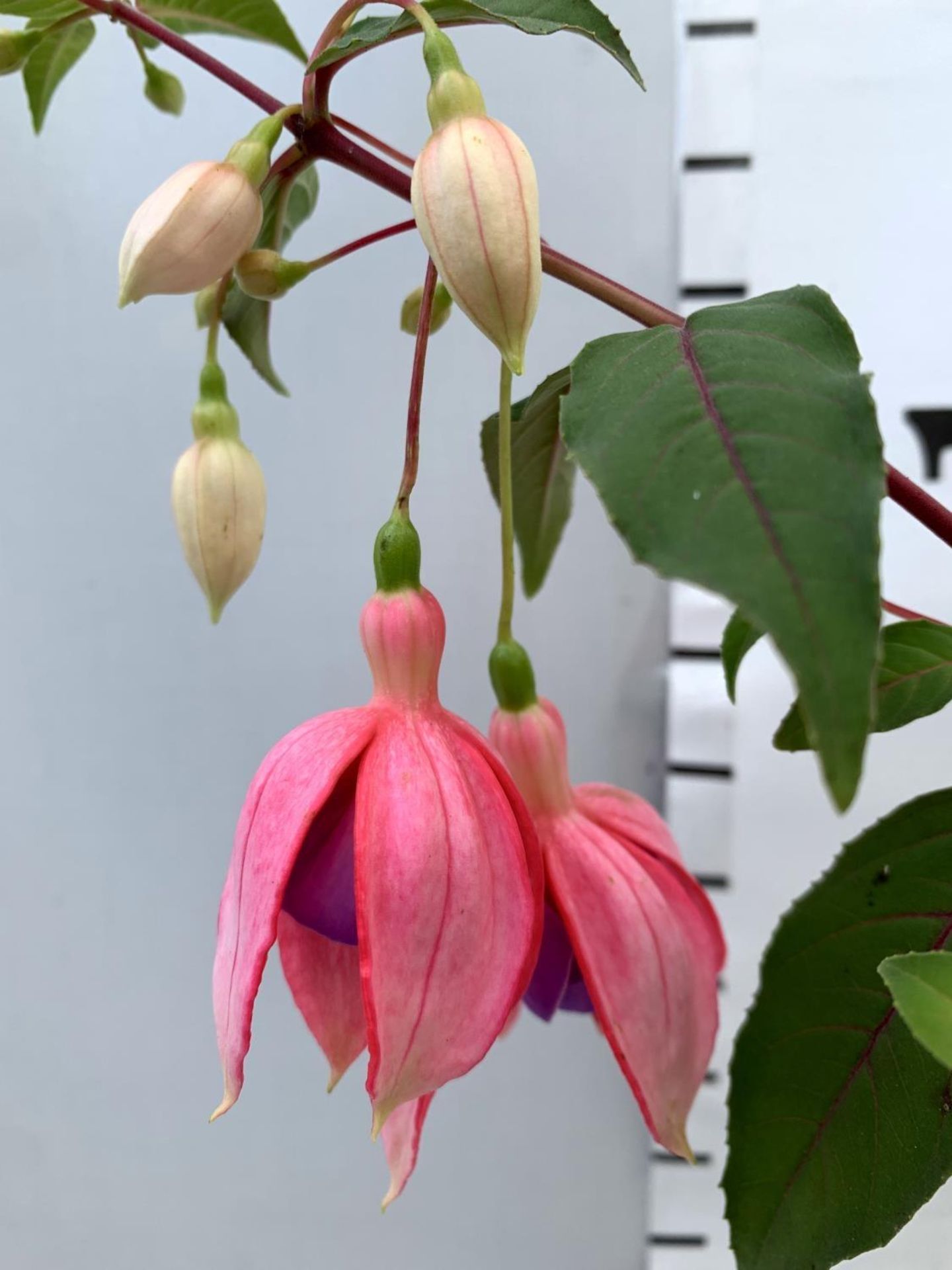 EIGHT FUCHSIA BUSH 'NICE AND EASY' IN 1 LTR POTS ON A TRAY PLUS VAT TO BE SOLD FOR THE EIGHT - Image 12 of 12