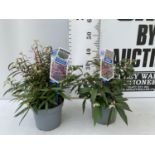 TWO LEUCOTHOE 'ROYAL RUBY' AND 'BURNING LOVE' IN 2 LTR POTS 35CM TALL PLUS VAT TO BE SOLD FOR THE