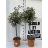 TWO OLIVE EUROPEA STANDARD TREES APPROX 110CM IN HEIGHT IN 3LTR POTS NO VAT TO BE SOLD FOR THE TWO